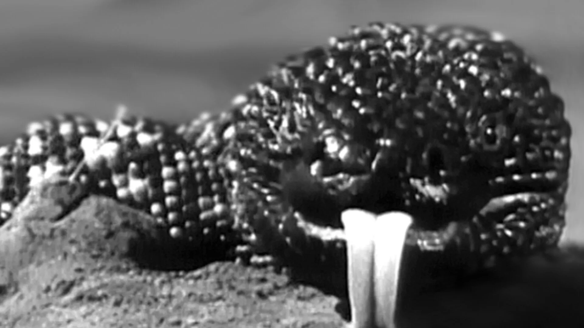 The Giant Gila Monster (1959)