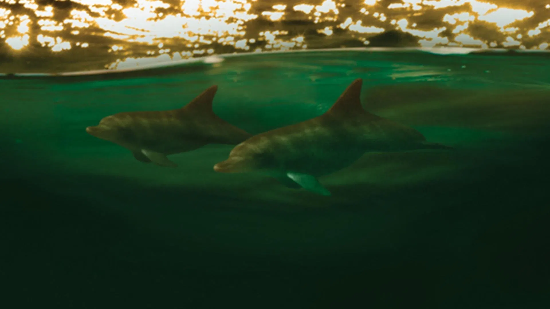 Minds in the Water (2012)