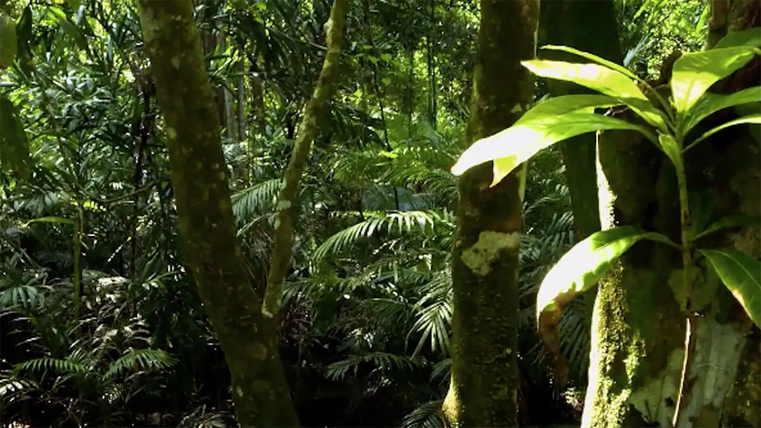 Wildest Latin America