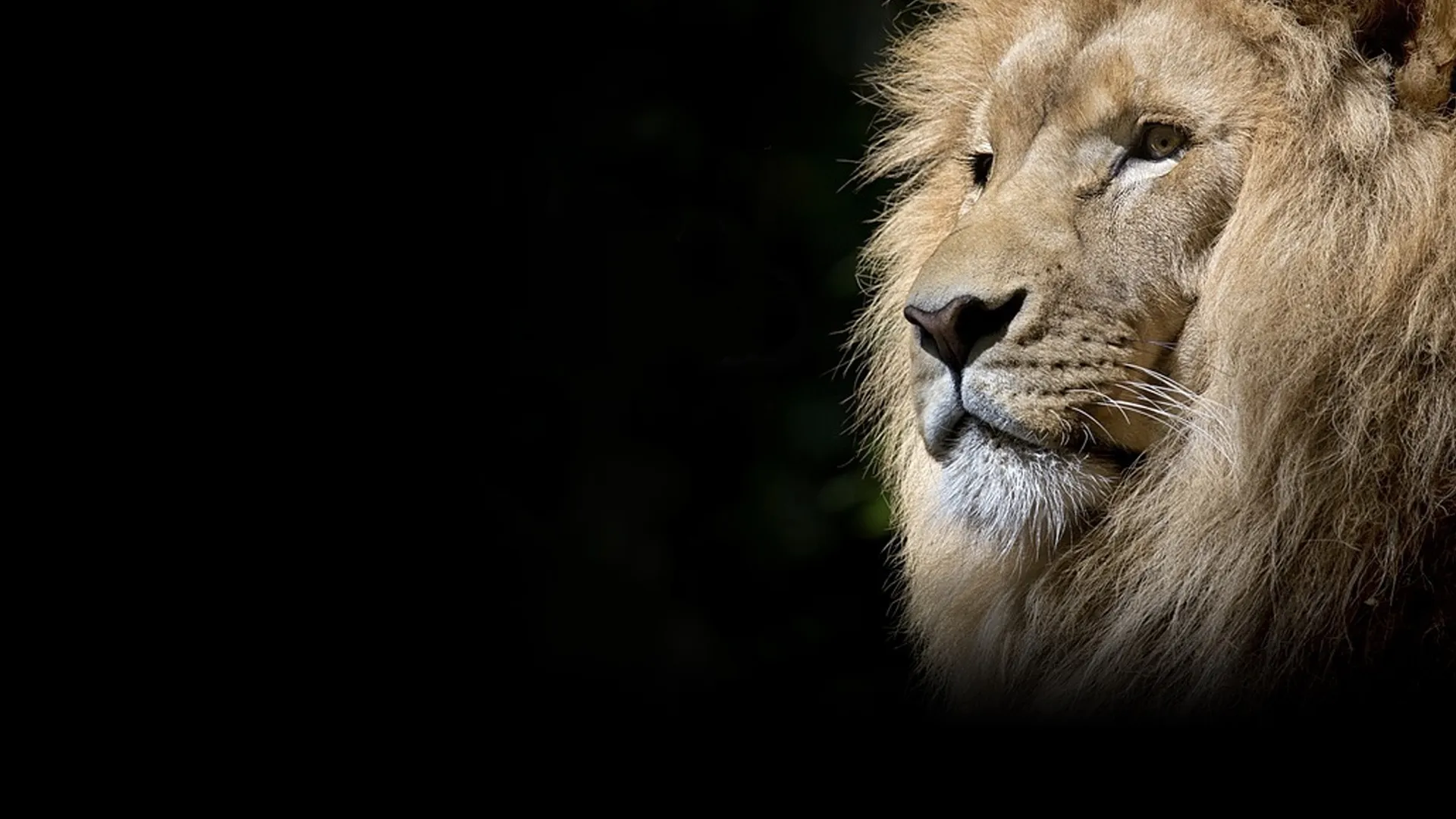 Wildest Africa