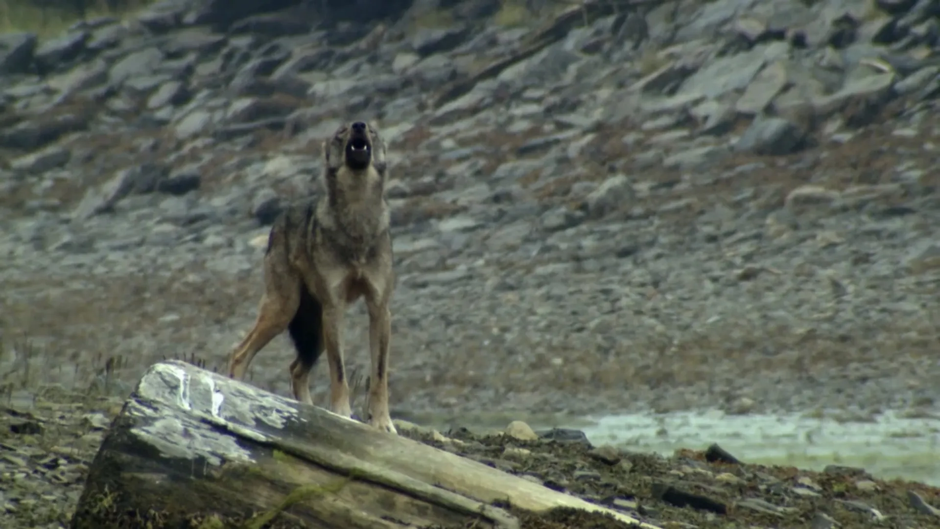 The Wolf Marine Mammal