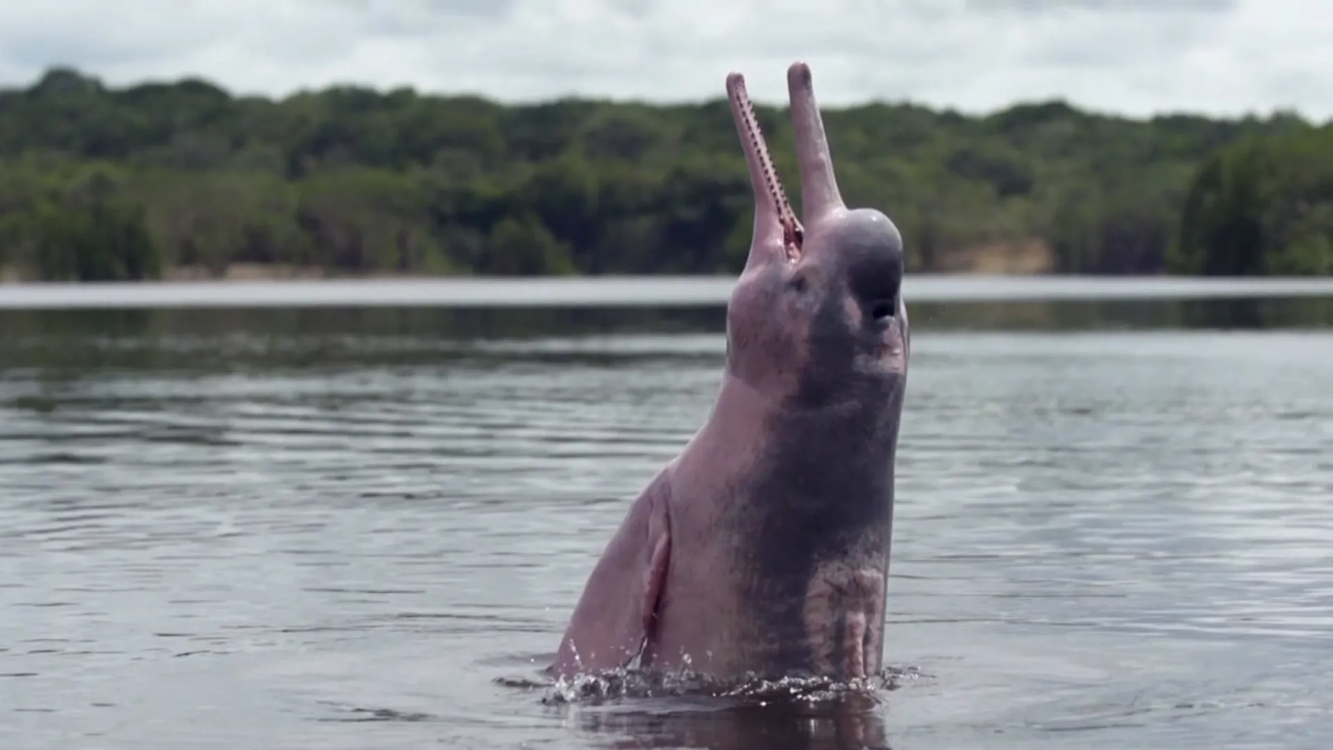 Mystery of the Pink Dolphin