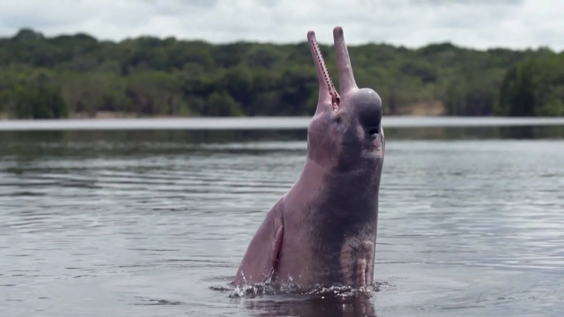 Mystery of the Pink Dolphin (2015)