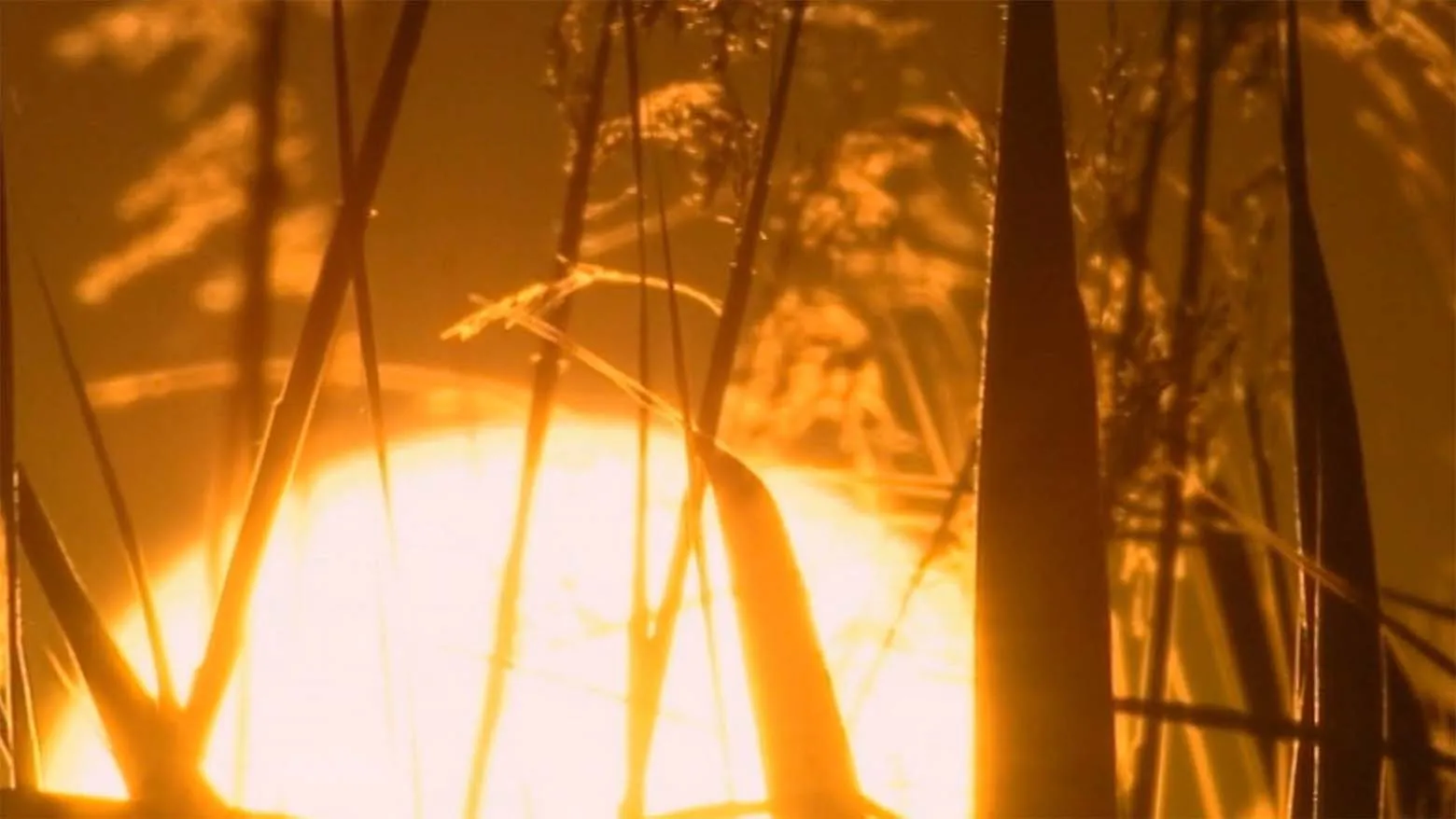 Life in the Reeds