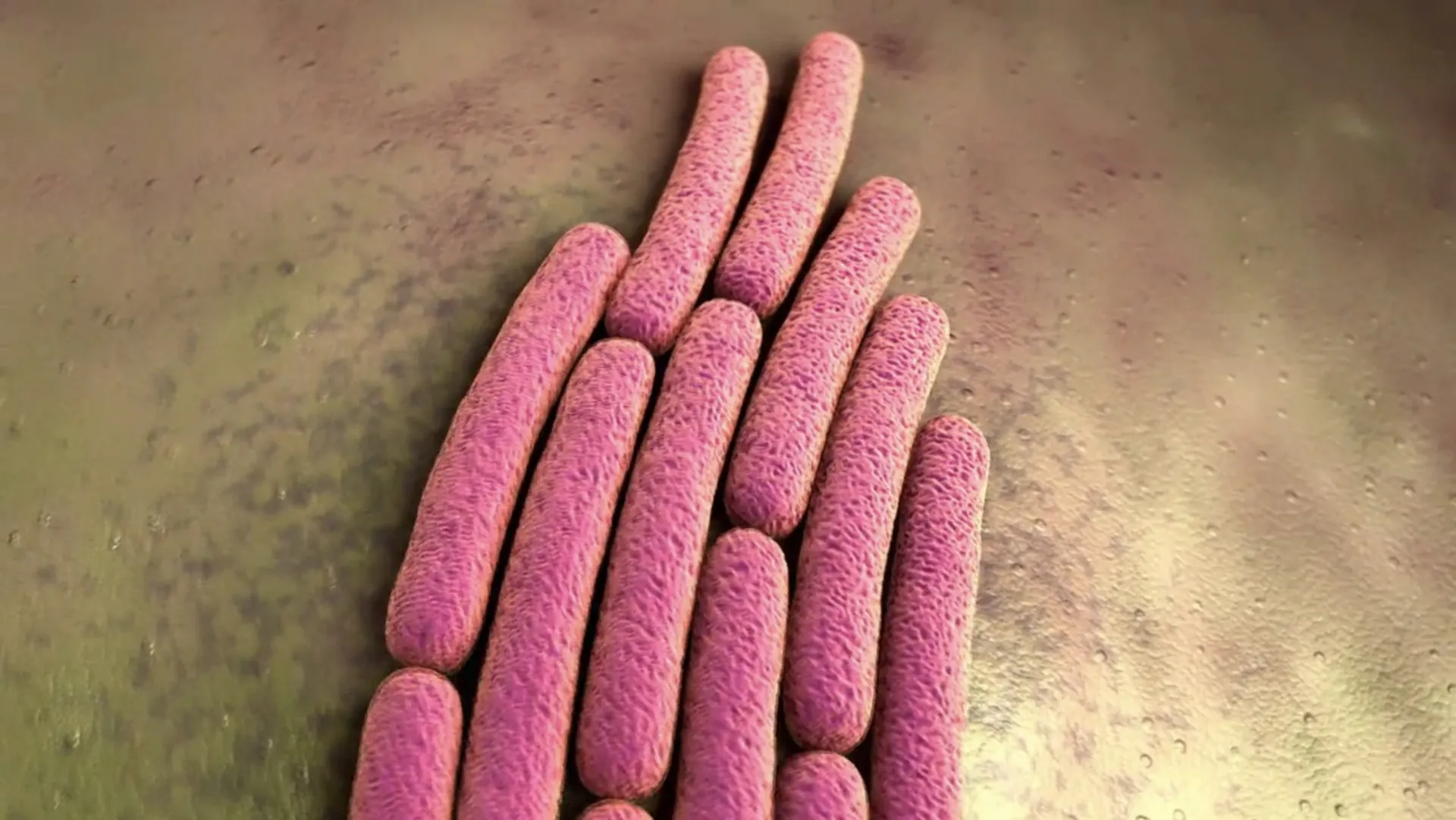 Life on Us: A Microscopic Safari