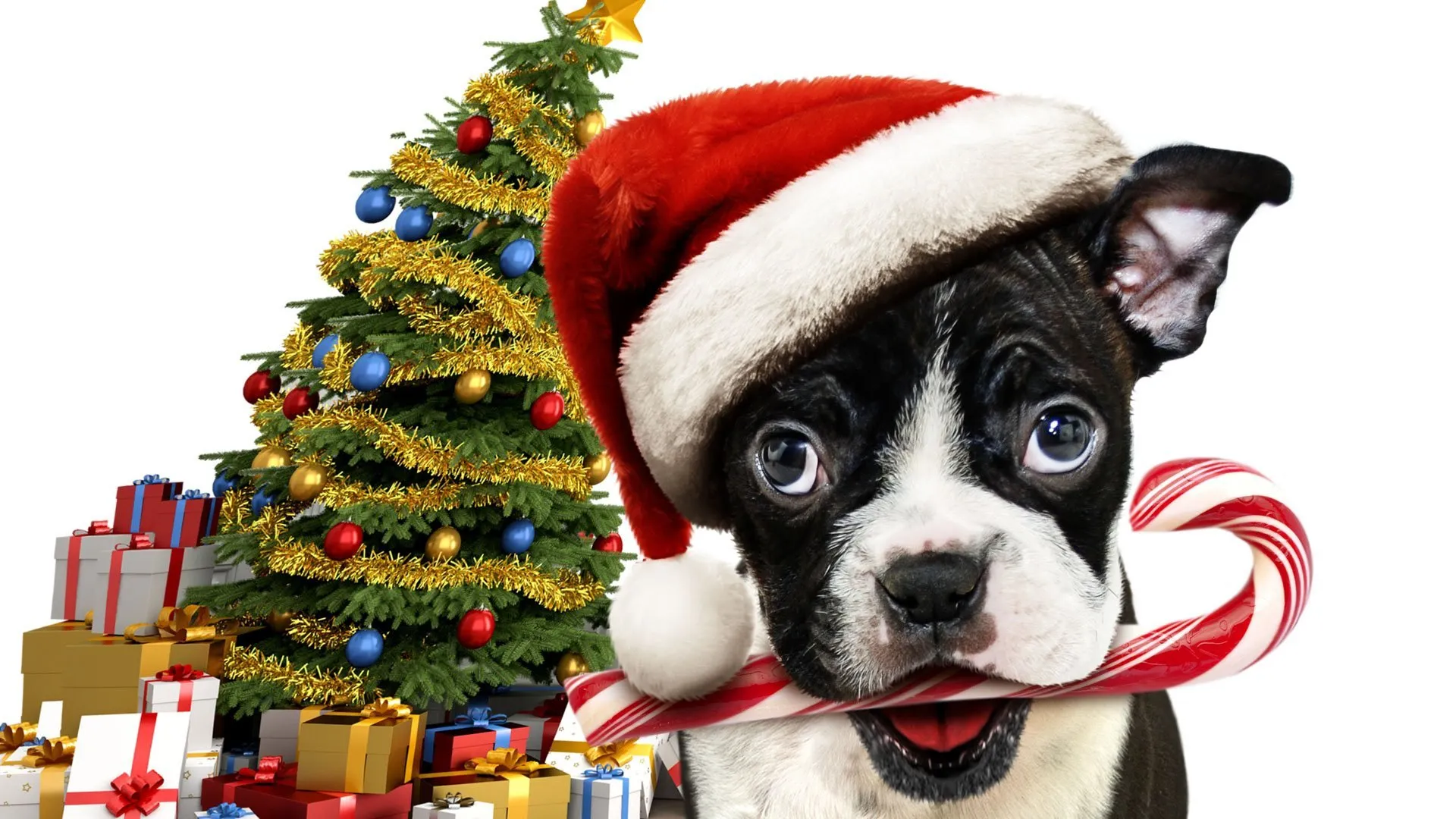 Alone for Christmas