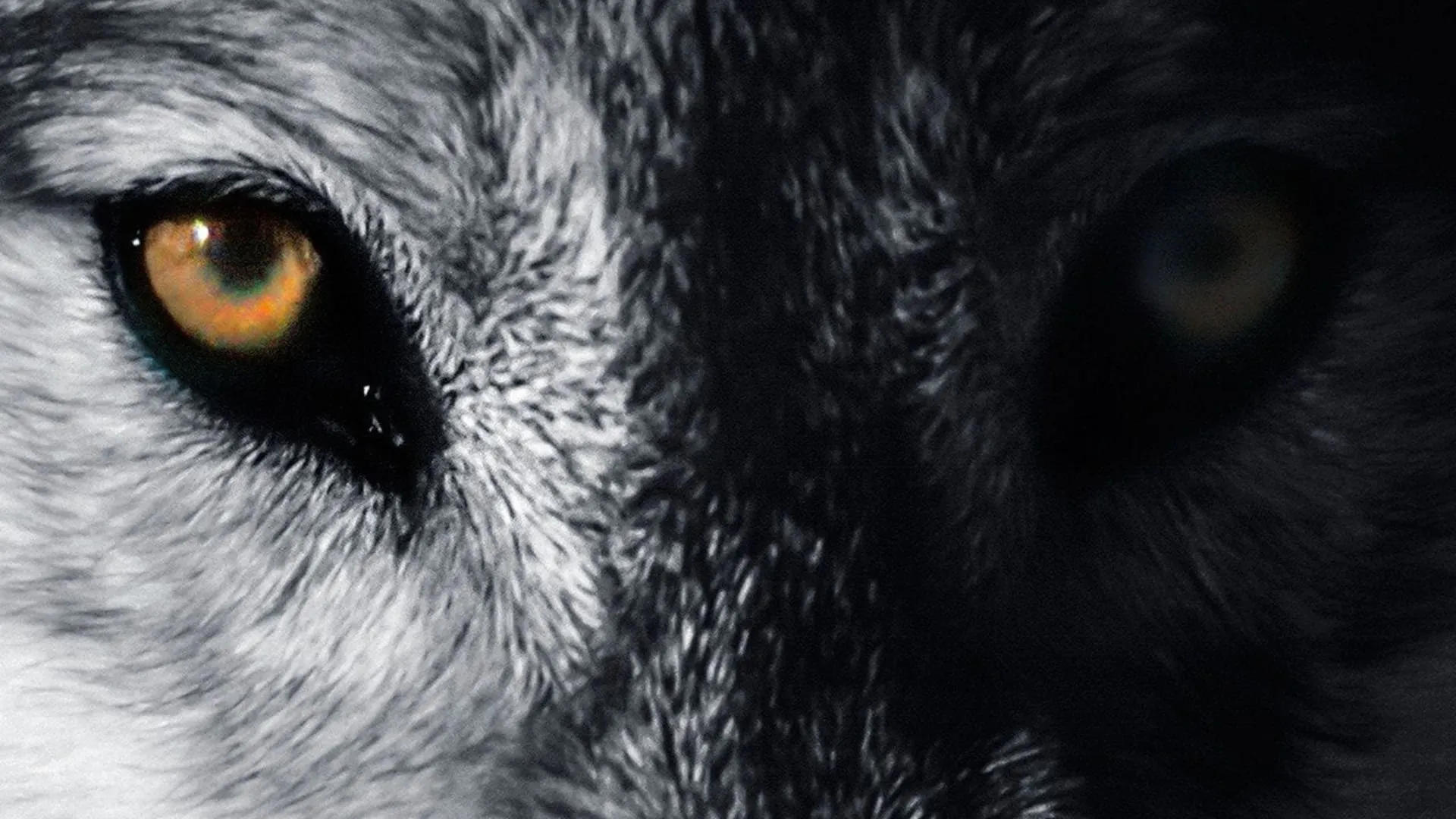 Medicine of the Wolf