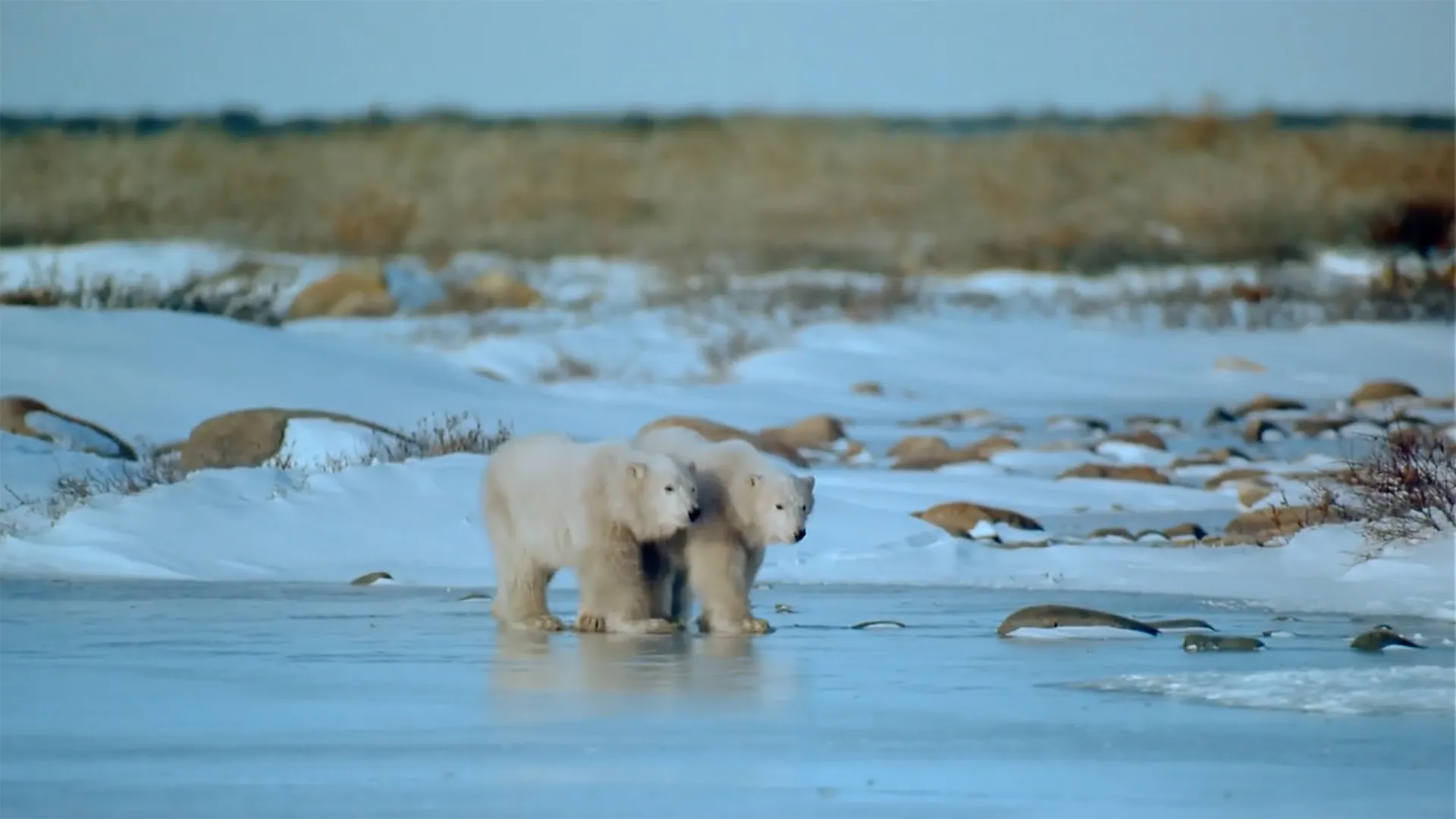 Alaska: Spirit of the Wild