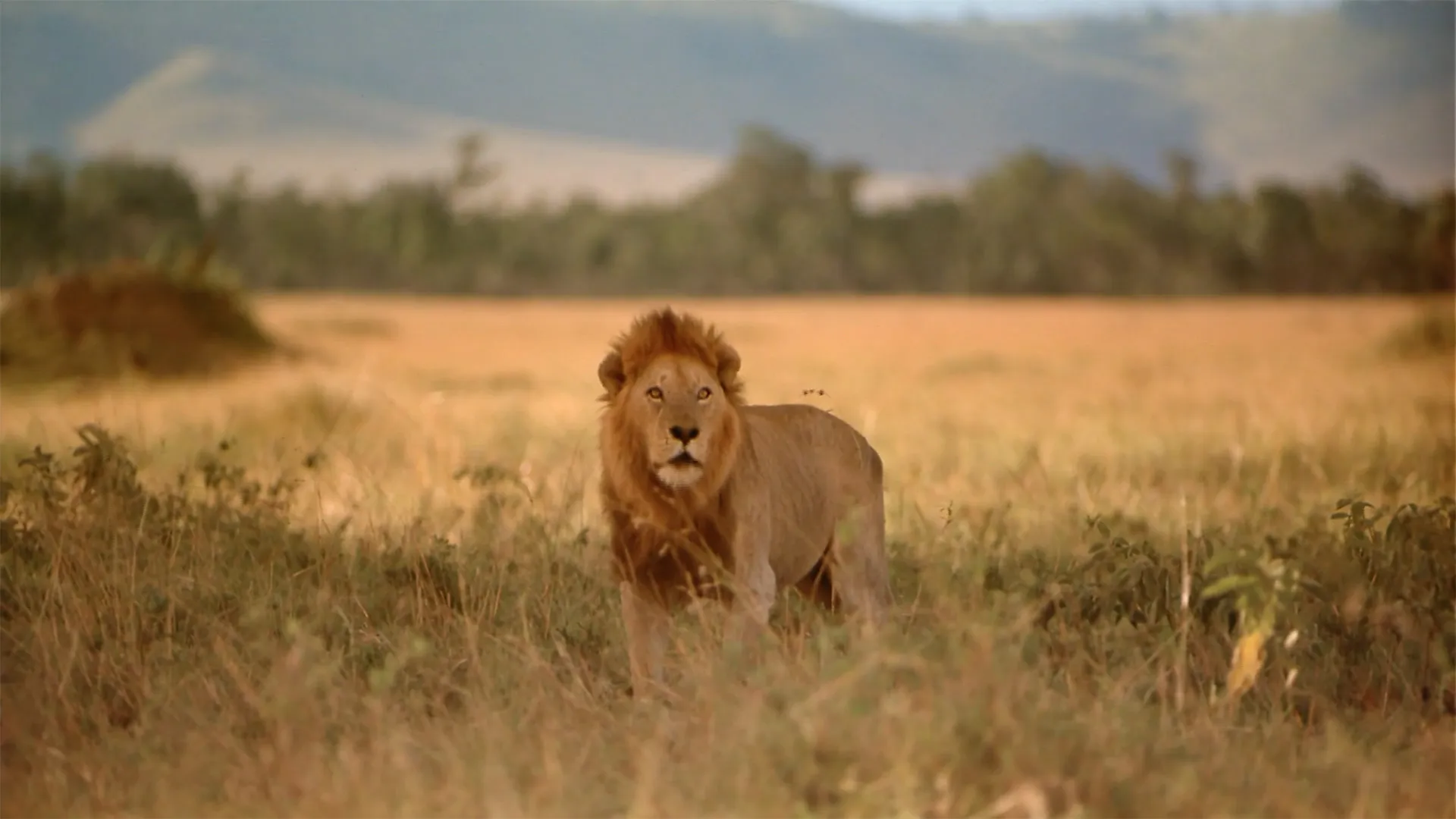 Africa: The Serengeti