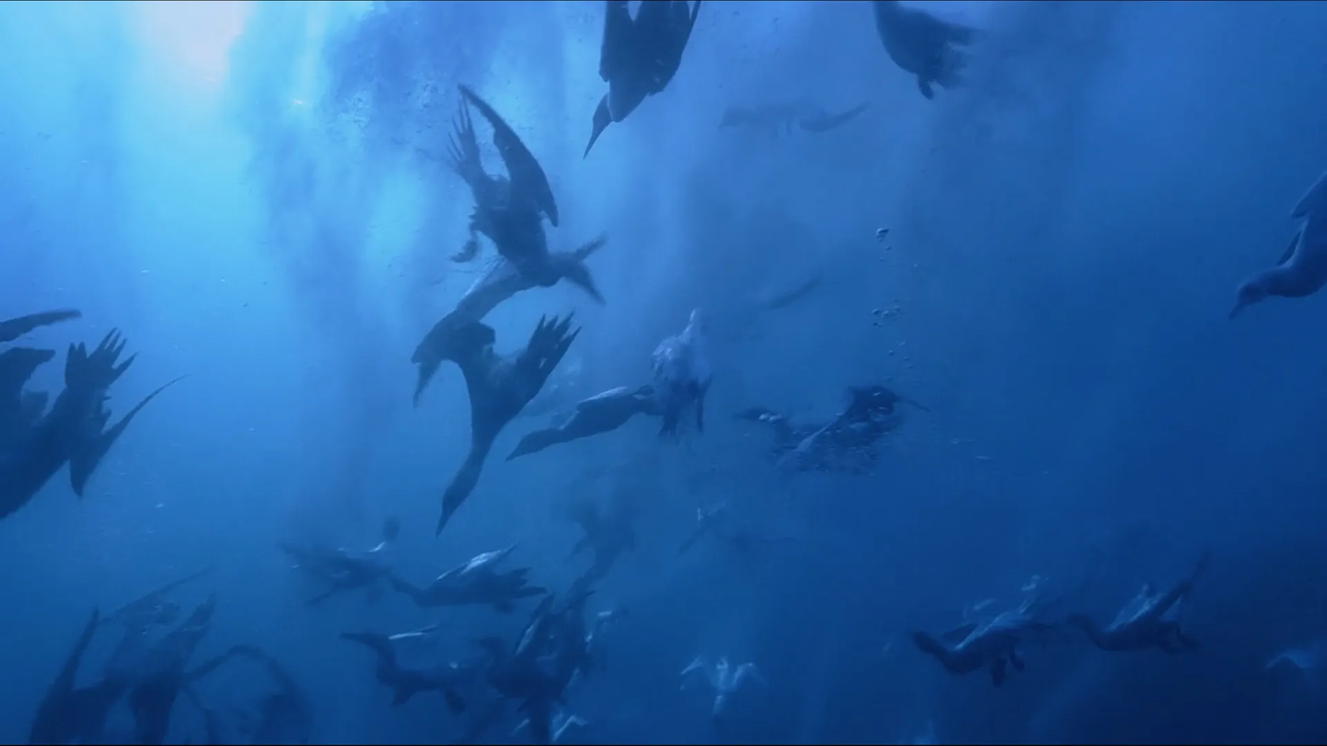 Wild Ocean