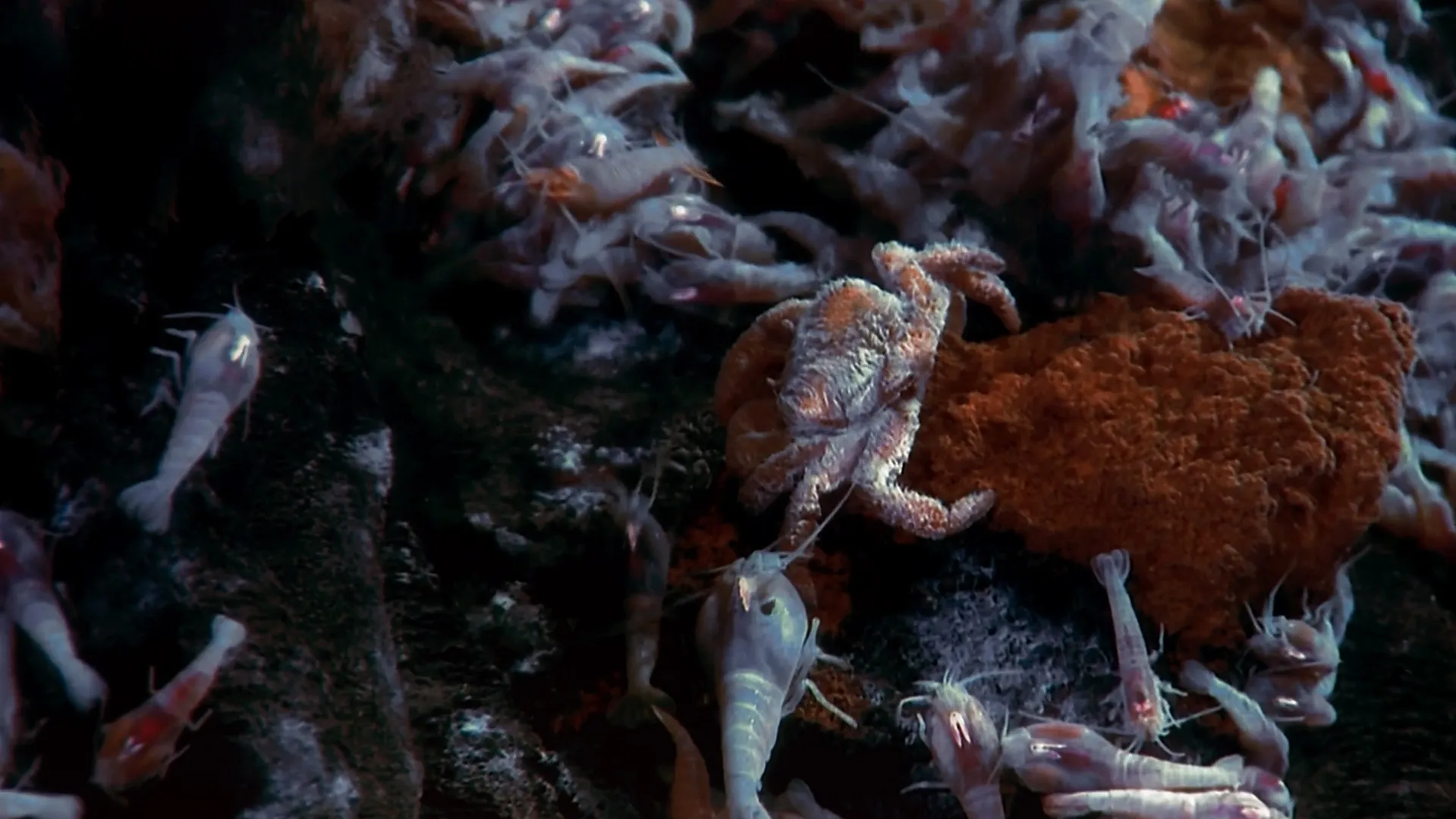 Volcanoes of the Deep Sea