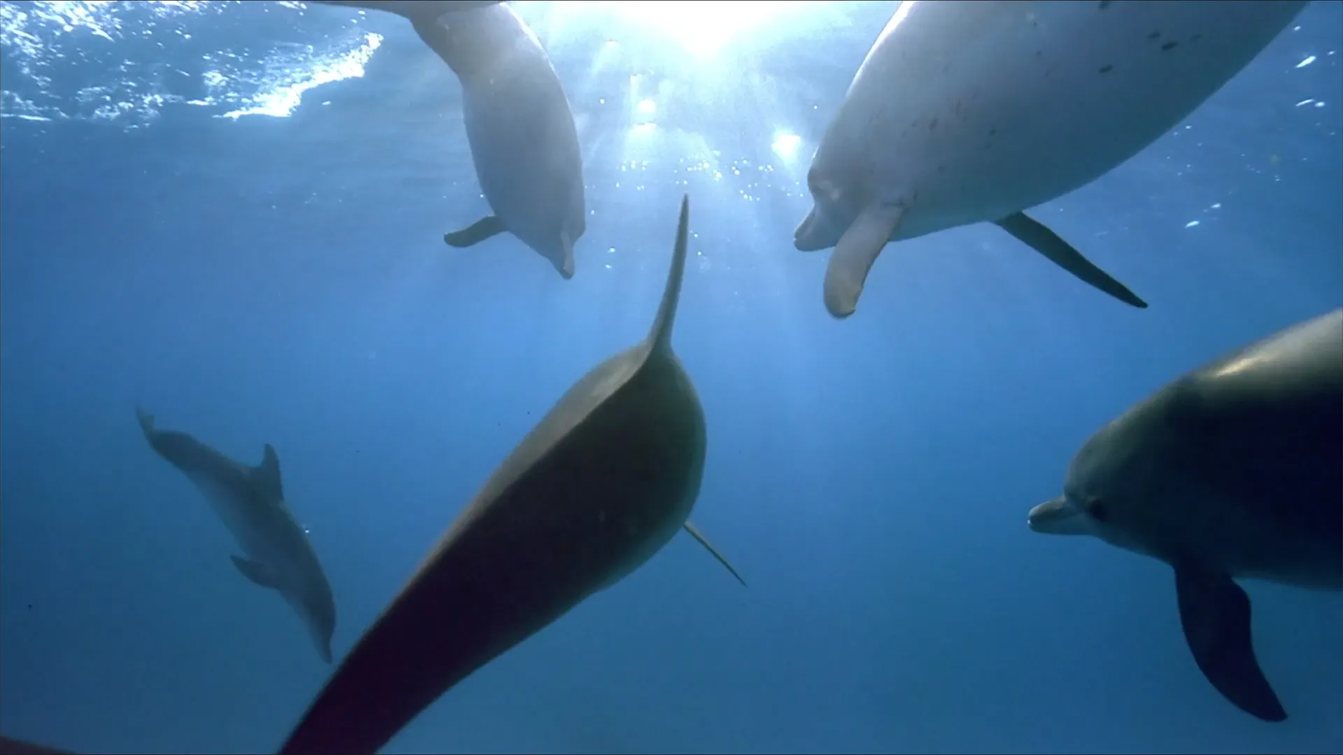 Dolphins
