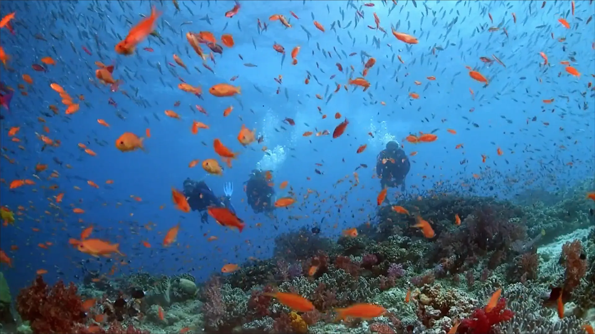 Coral Reef Adventure