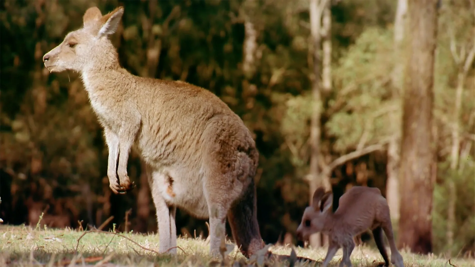 Australia: Land Beyond Time