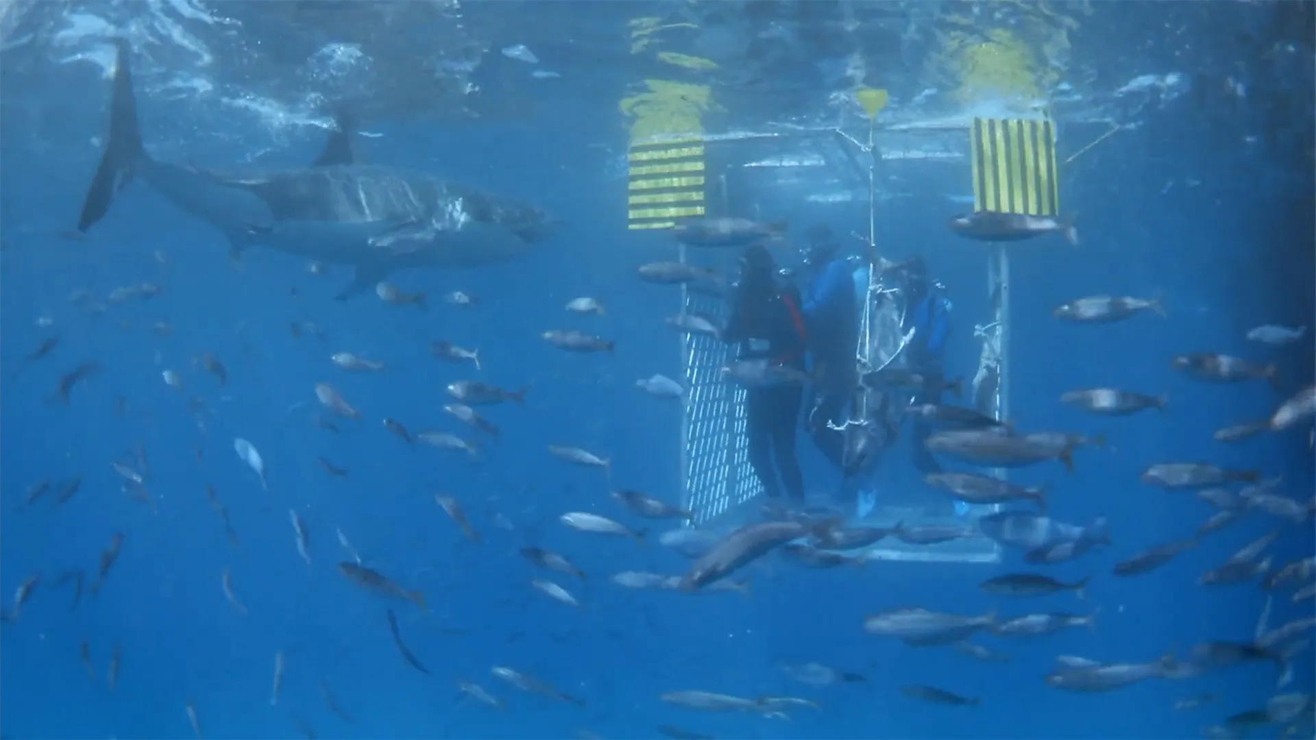 Search for the Great Sharks