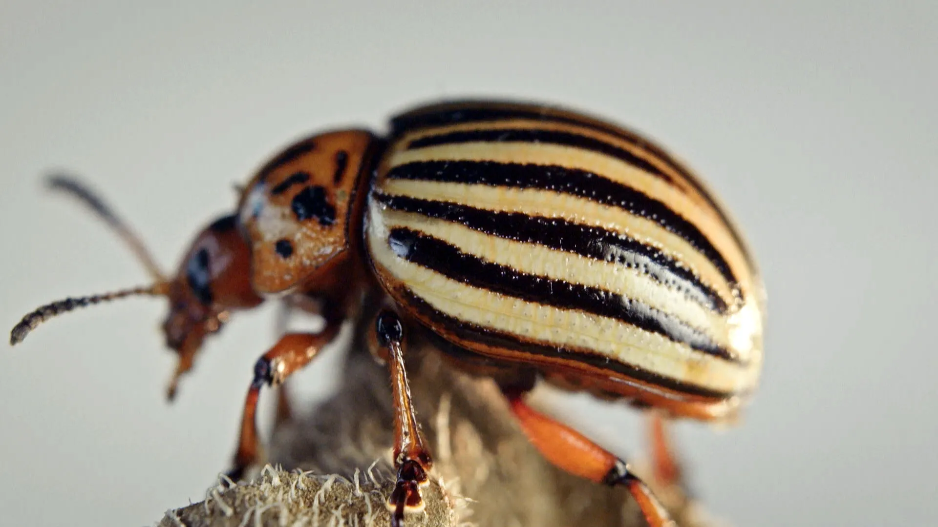 Bugs: Nature's Little Superheroes (2016)