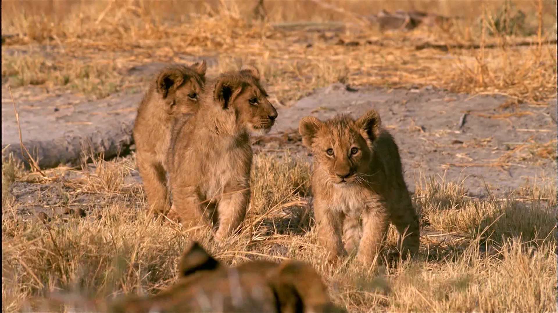 Kalahari: The Flooded Desert (2004)