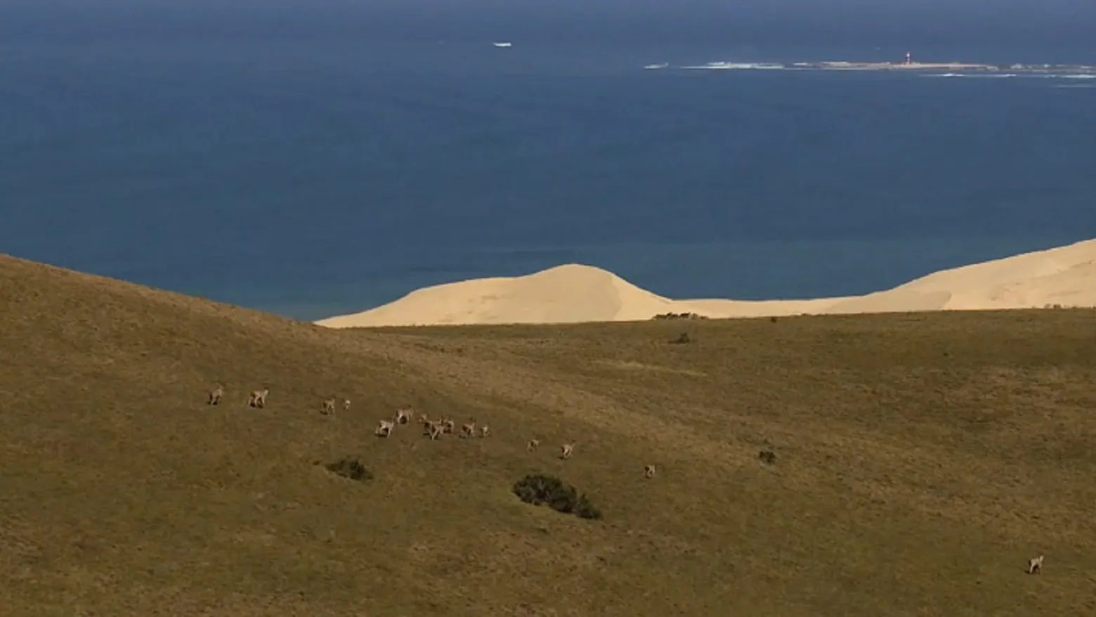 Wildest Africa