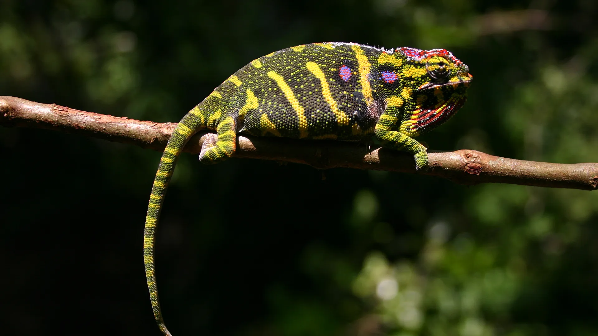 Madagascar – Land of the Chameleons