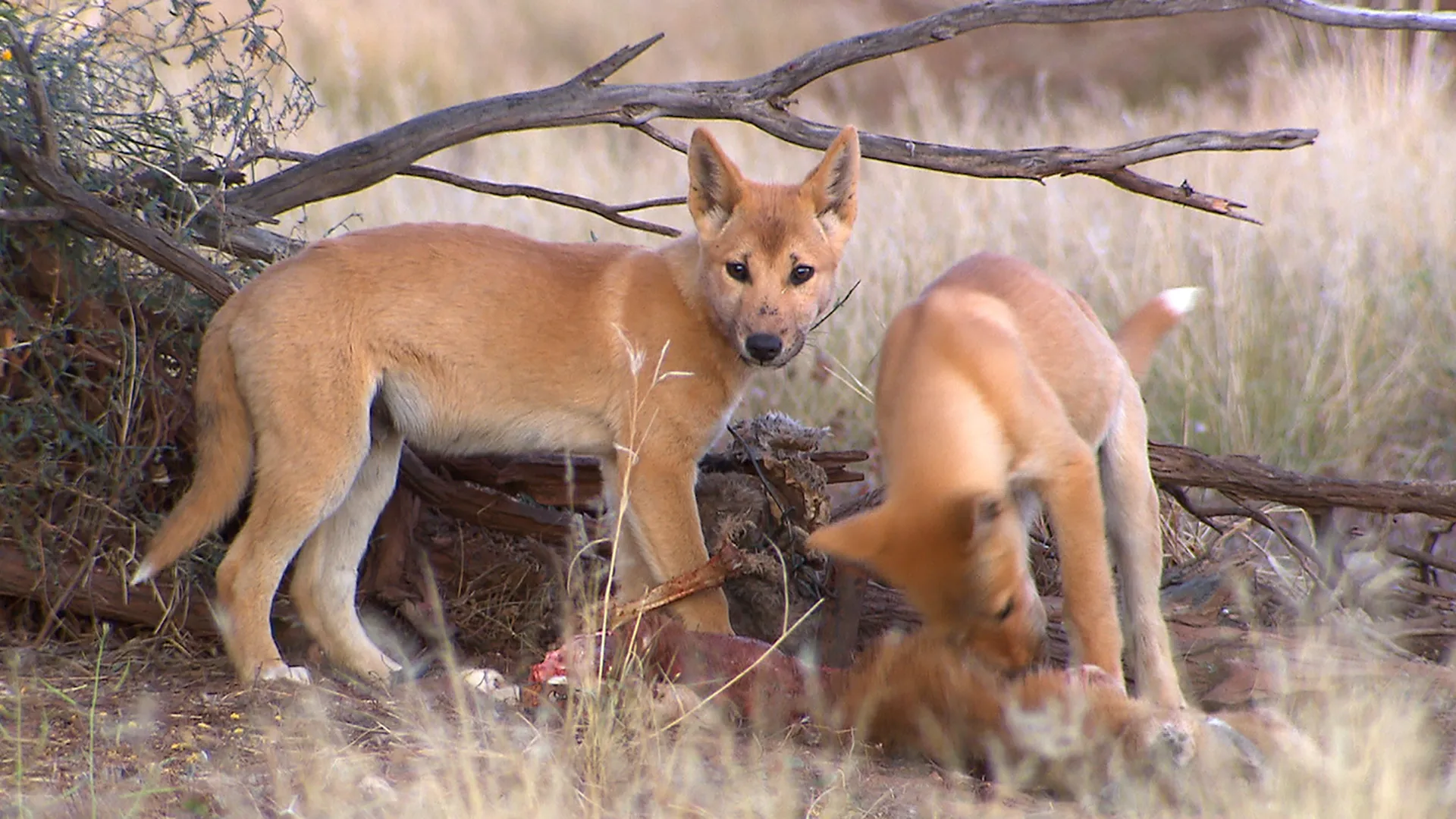 Der Dingo – Ein Wildhund im Fadenkreuz
