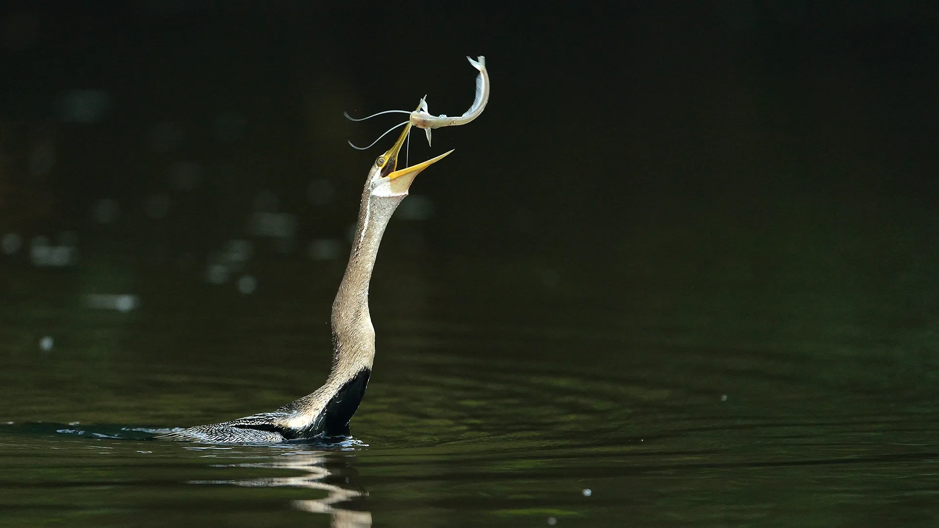 Kinabatangan – Der Amazonas des Ostens