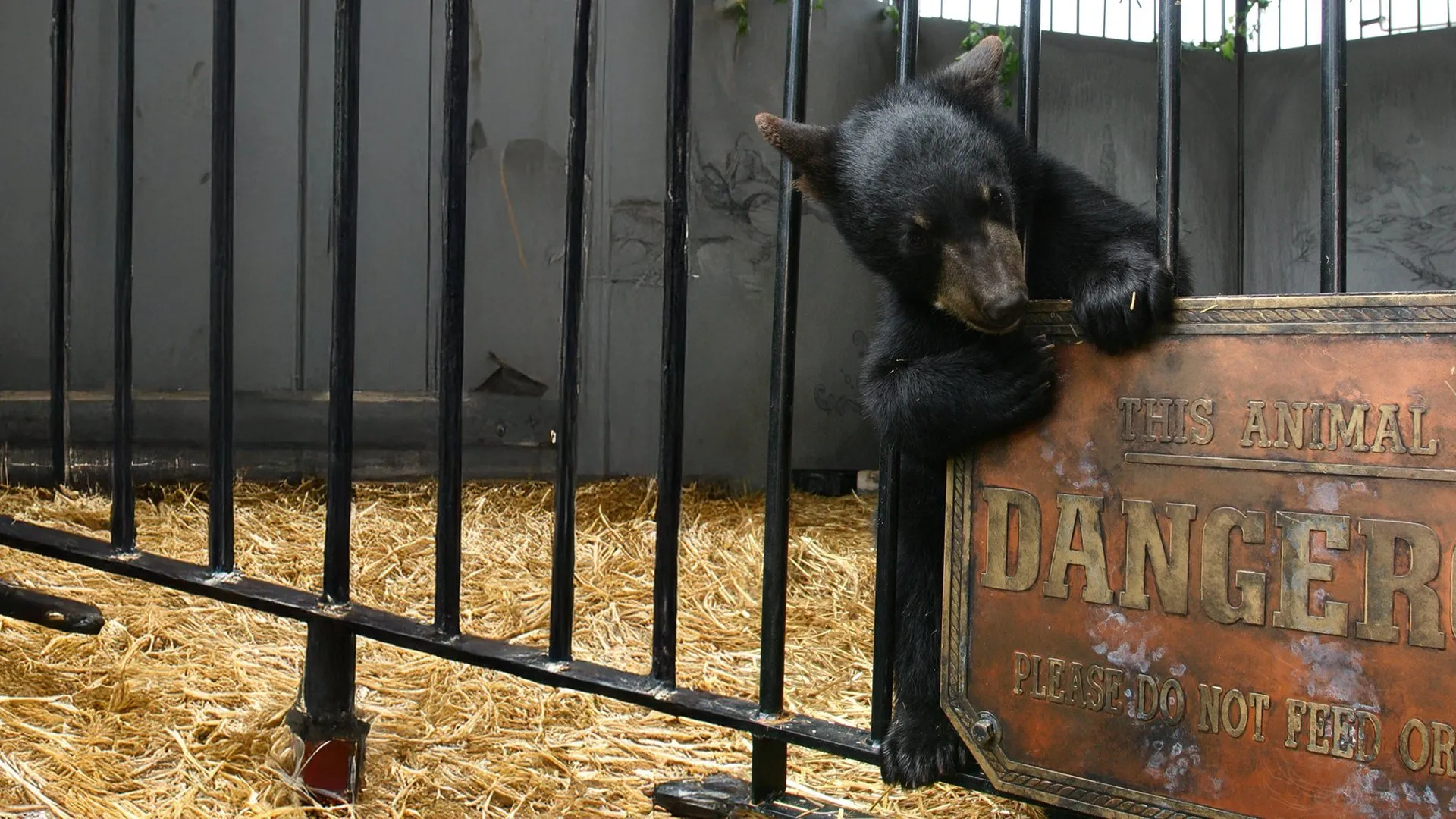 A Bear Named Winnie
