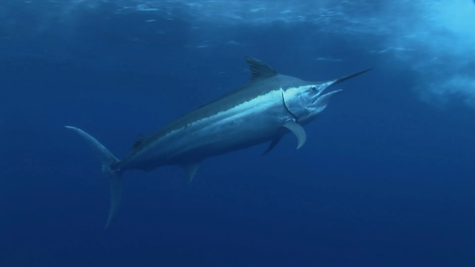 Superfish: Billfish