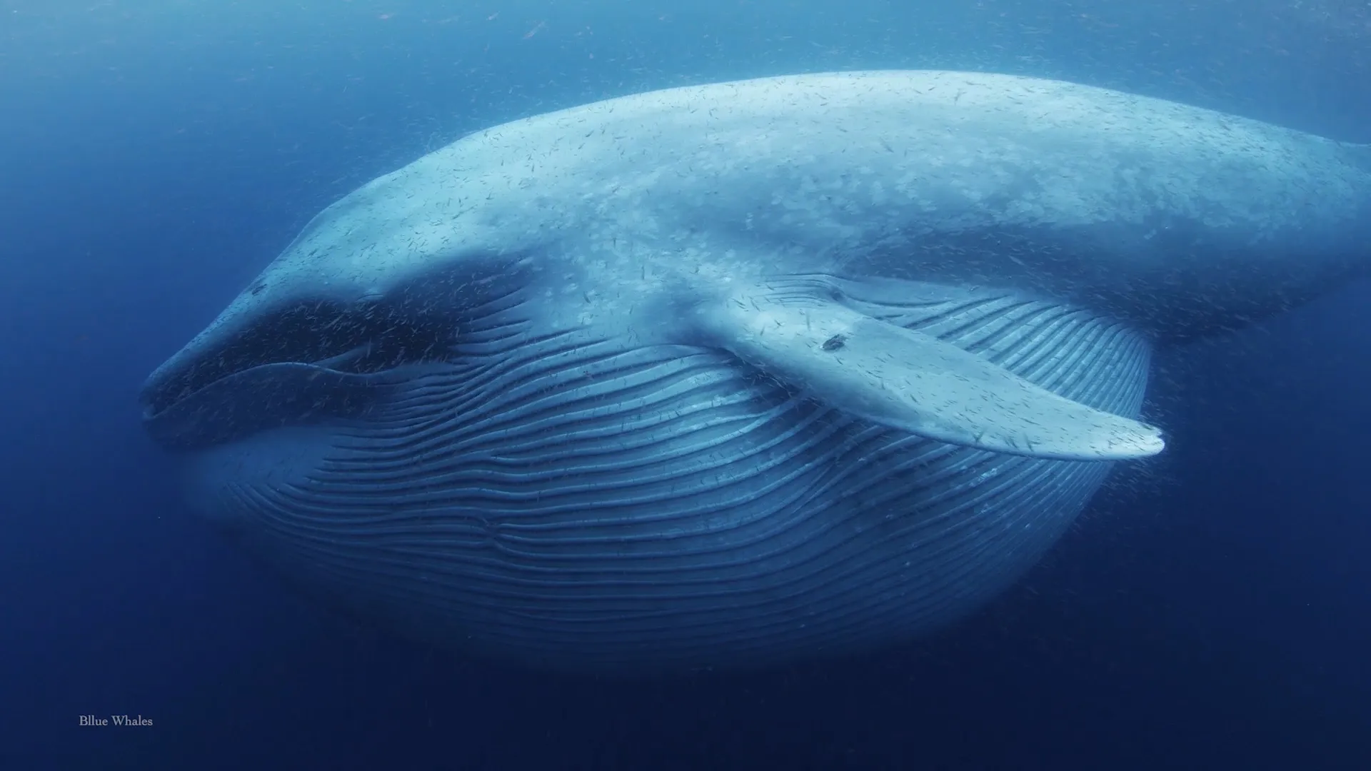 Wild Window: Whales