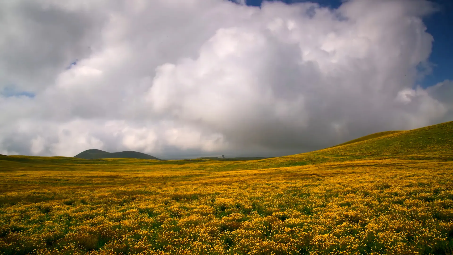 Wild Window: Flow of Time