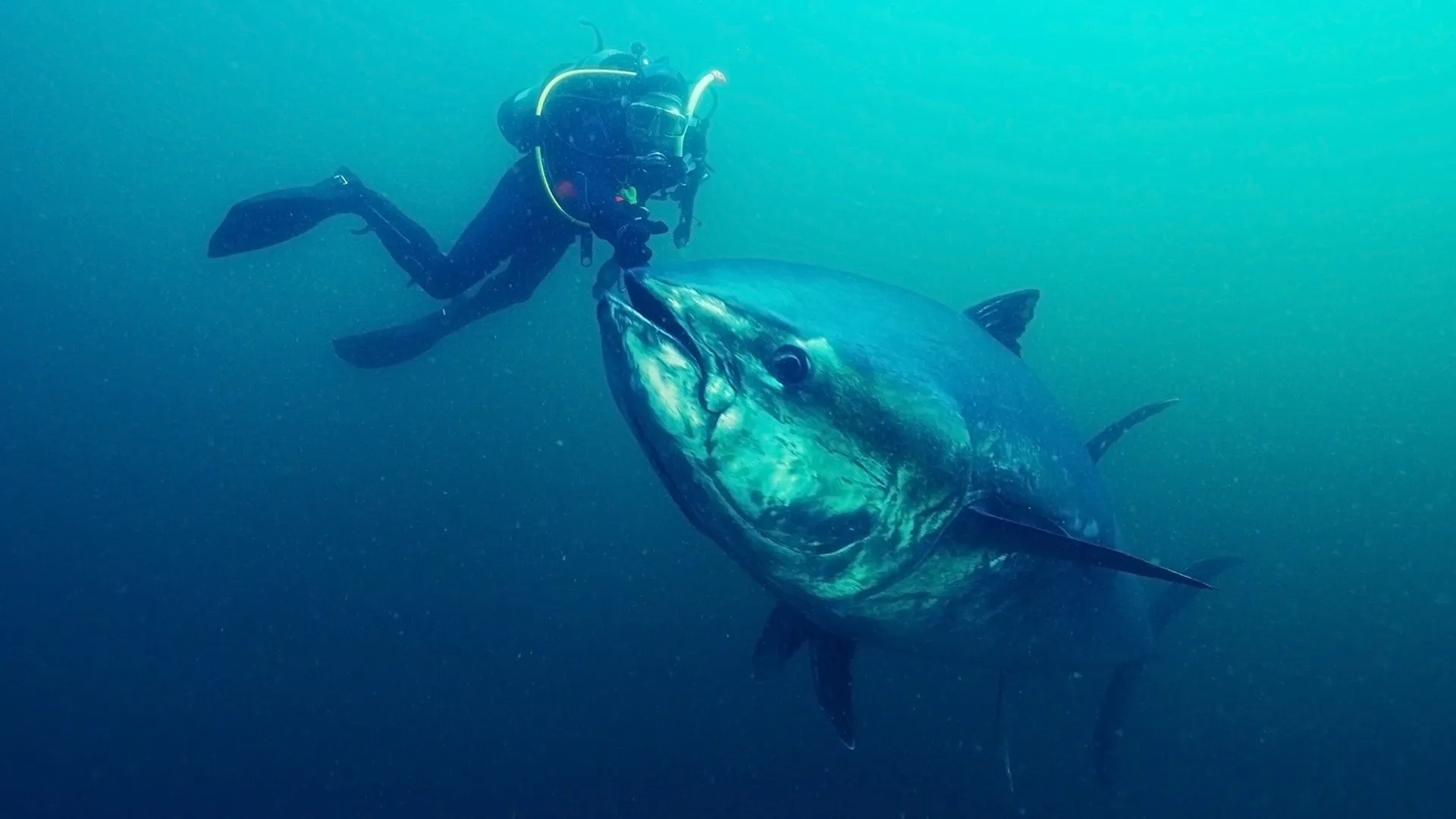 Bluefin