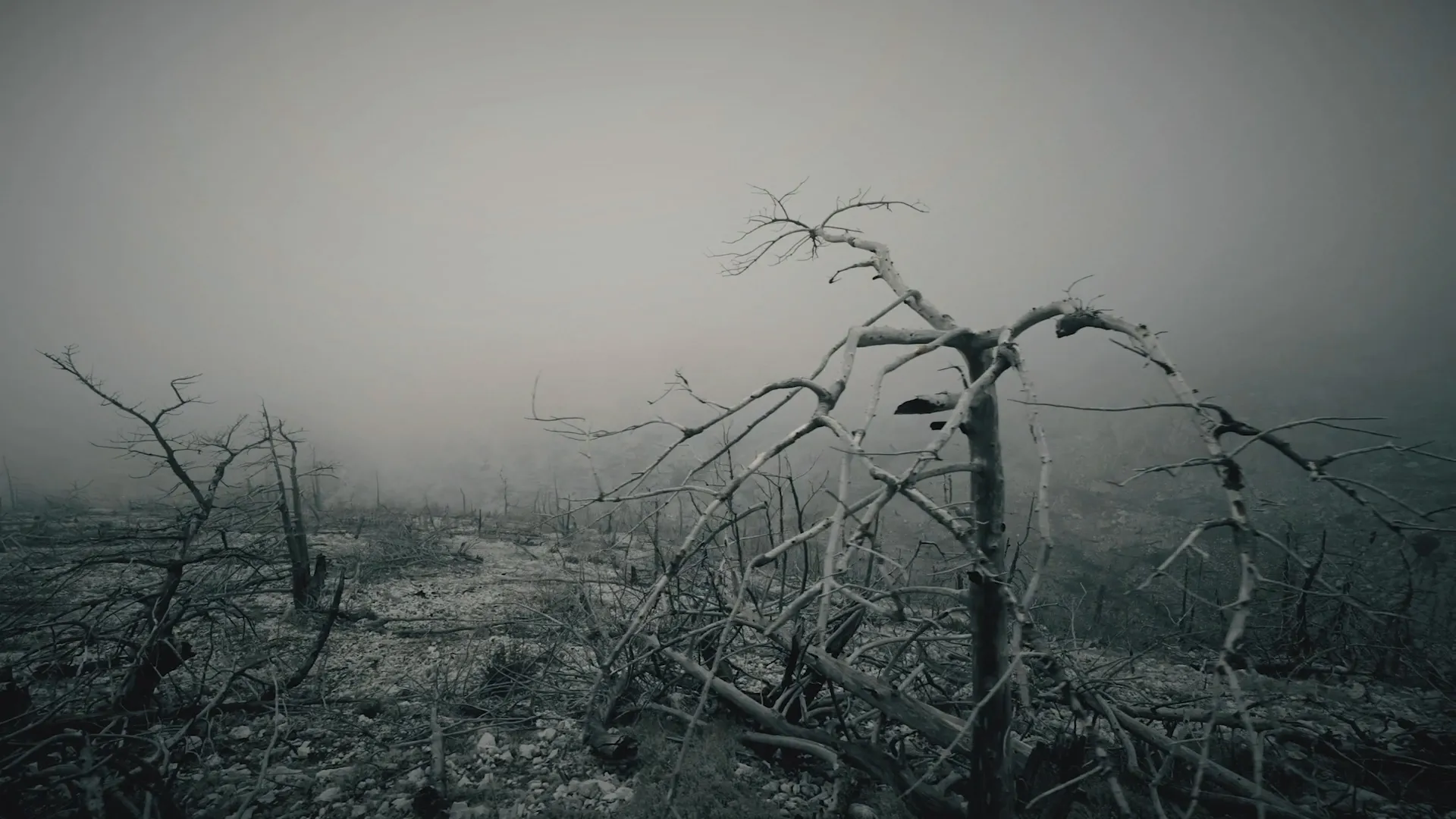 The Next Great Extinction Event