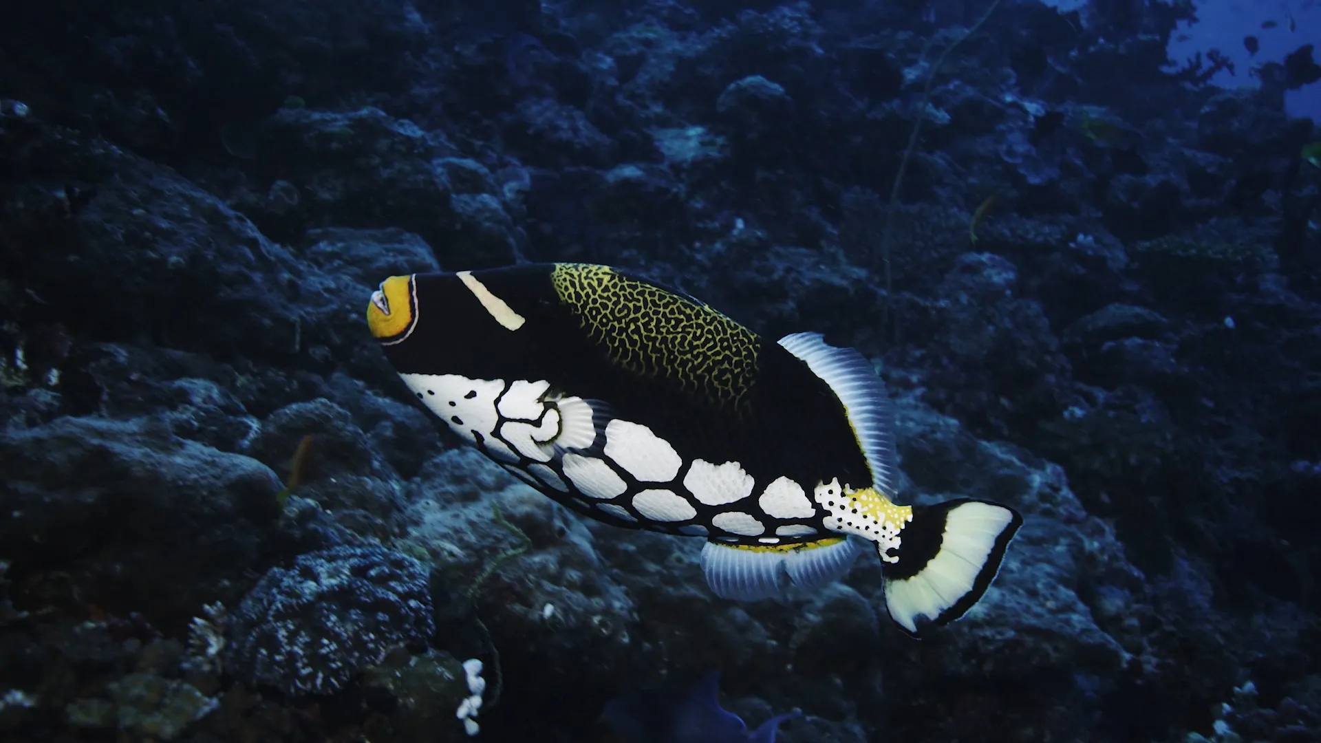 Wild Window: Bejeweled Fishes