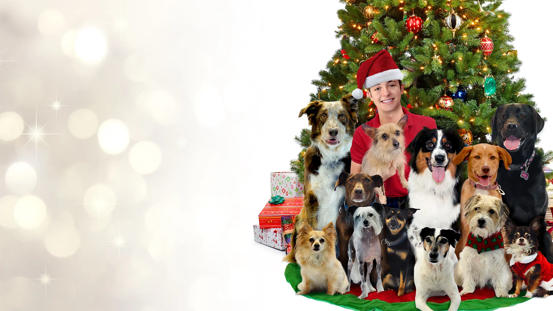 12 Dog Days Till Christmas