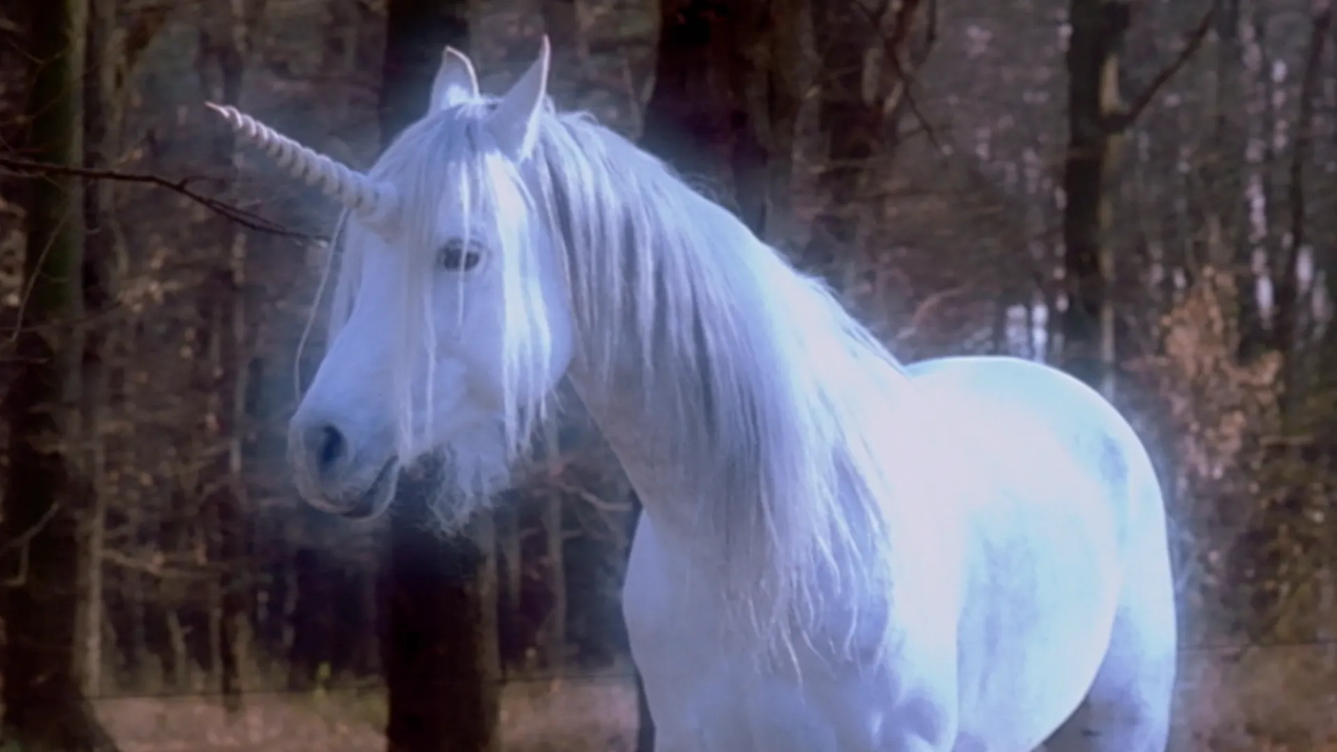 The Little Unicorn