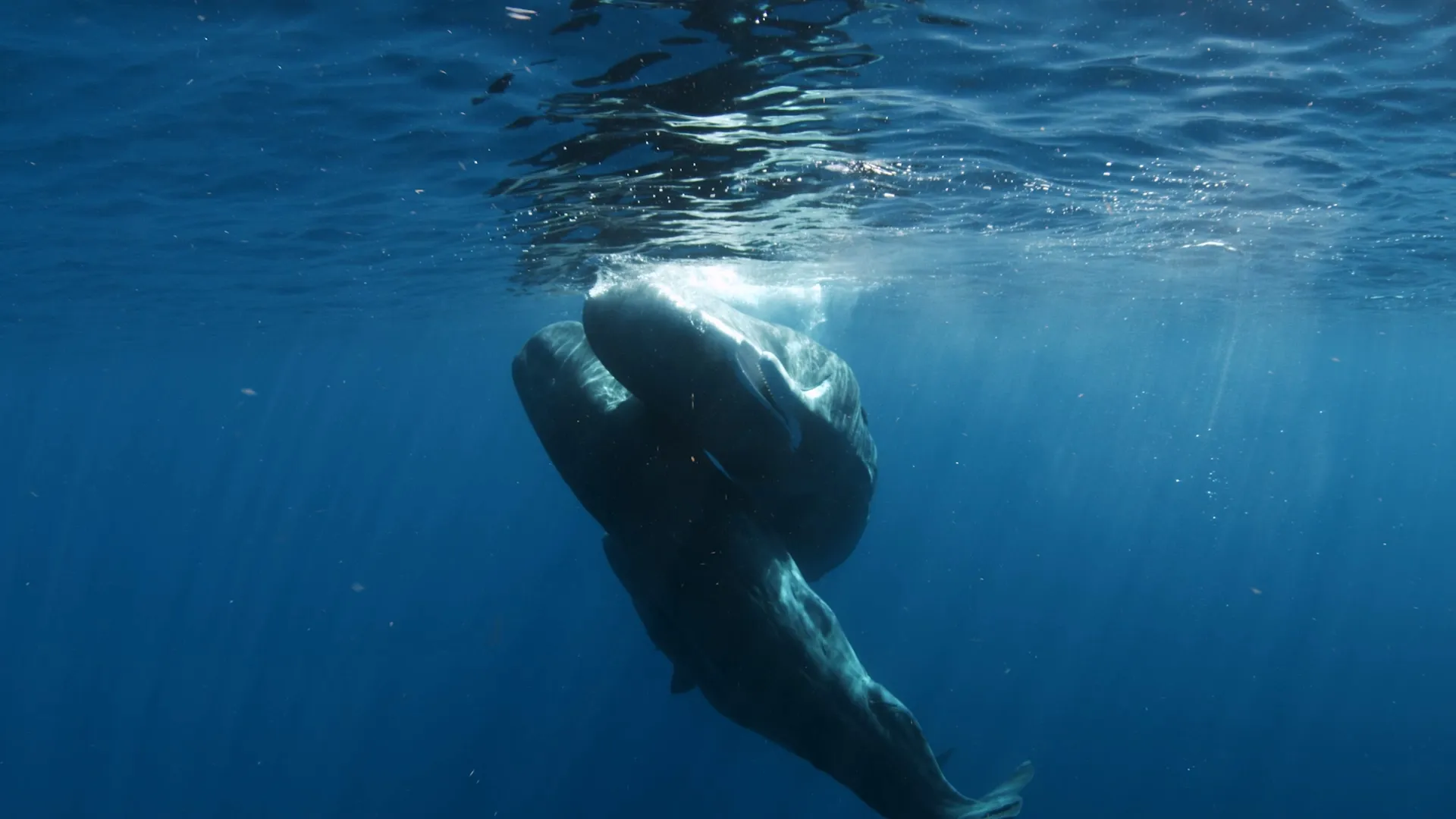 Rise of the Great White Shark