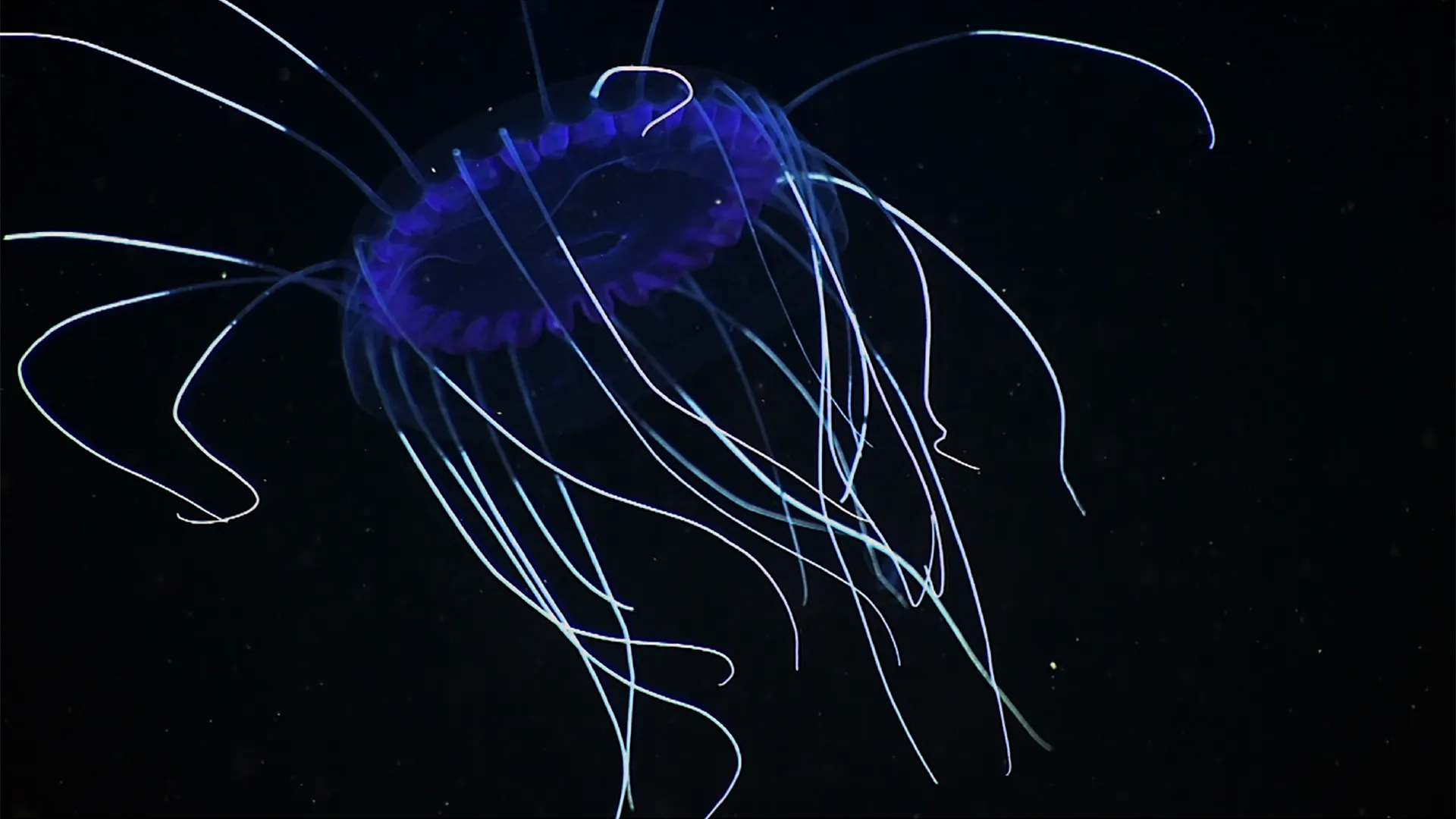 The Dark Side of the Ocean