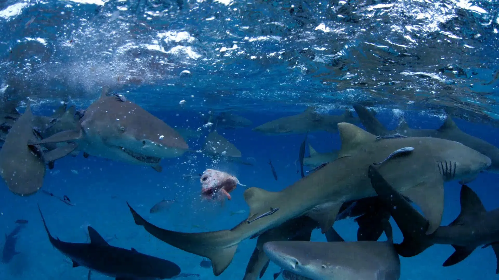 Diving with Sharks: The Ultimate Guide