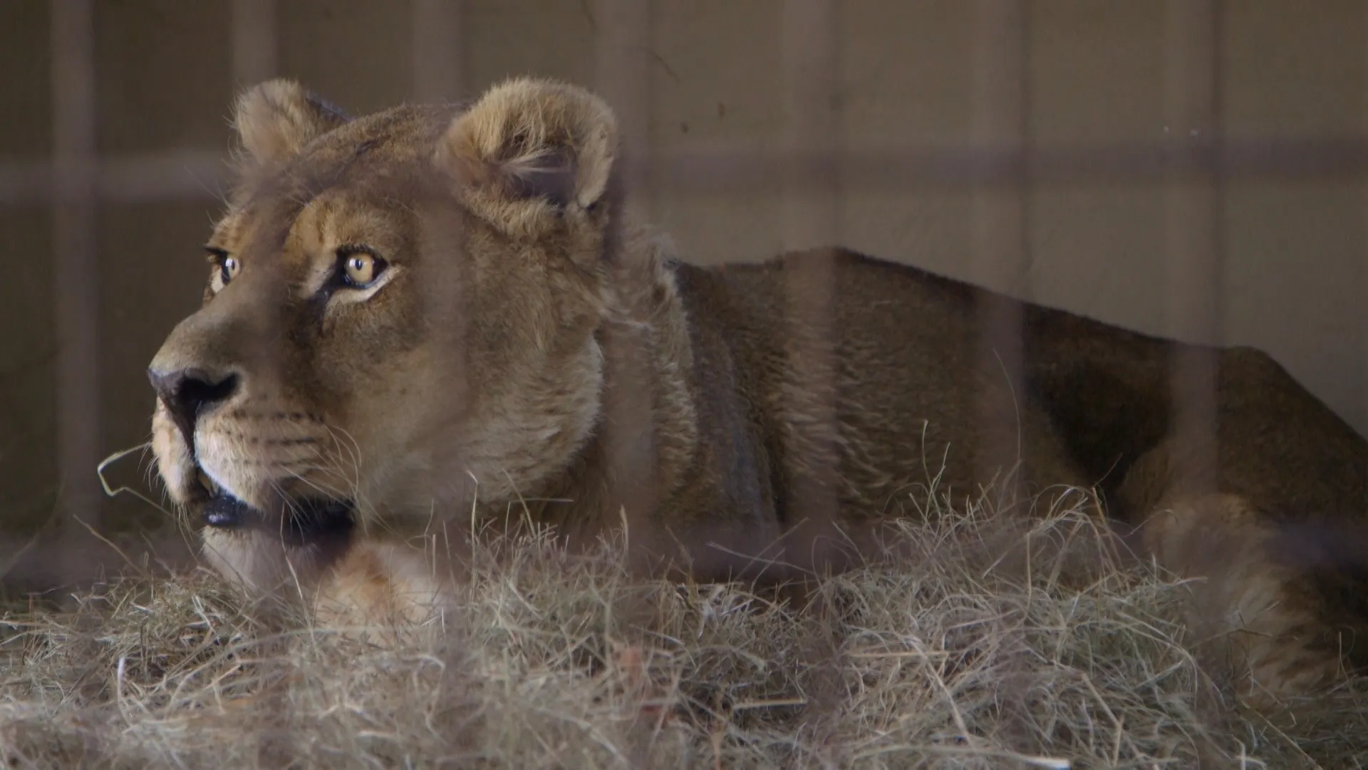 Wild Animal Rescue