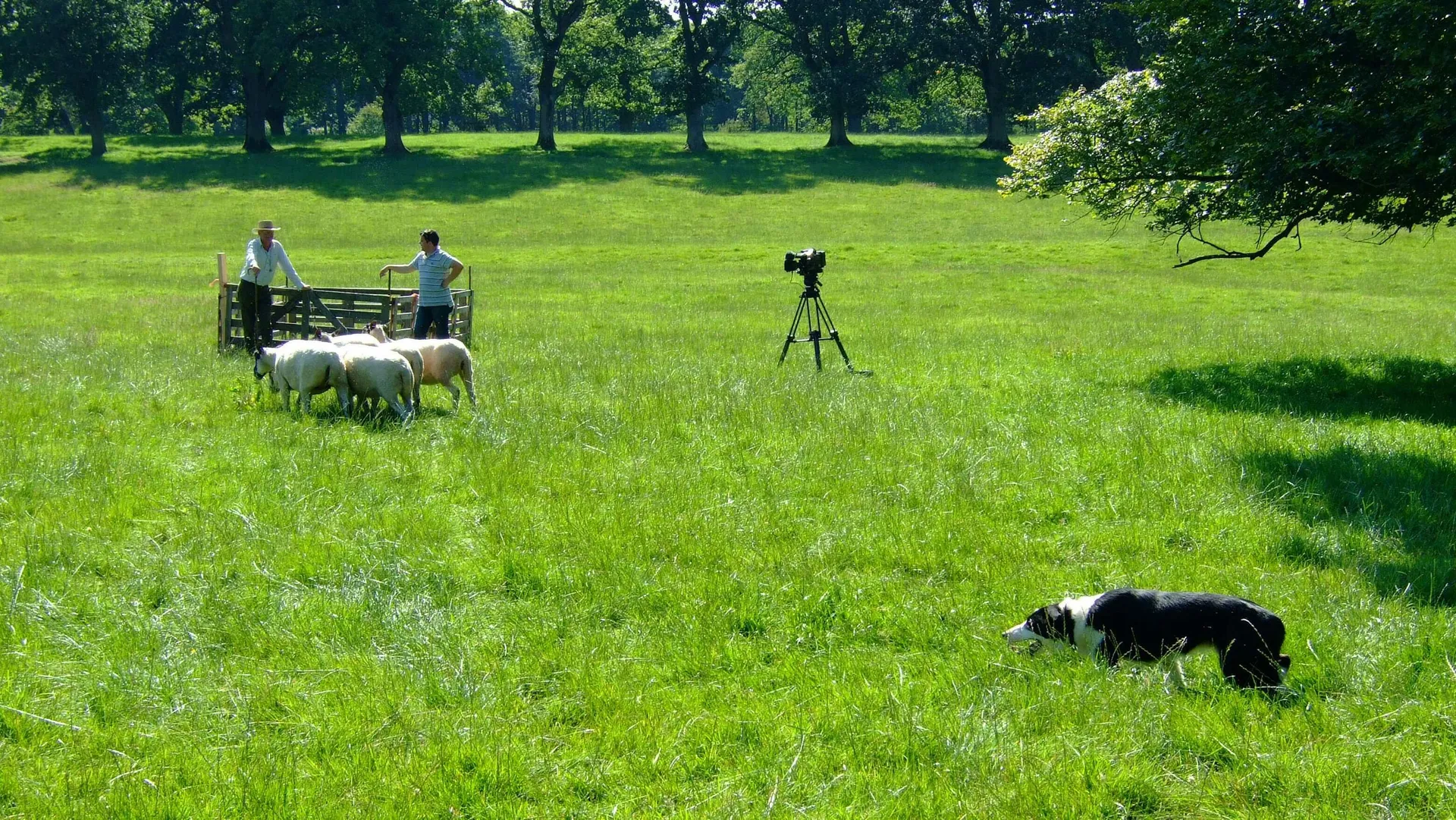 The World Sheep Dog Trials
