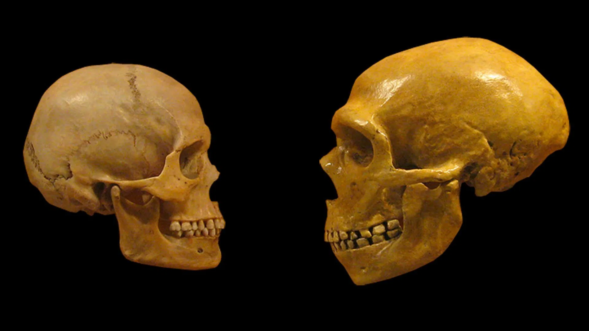 Neanderthal Twilight