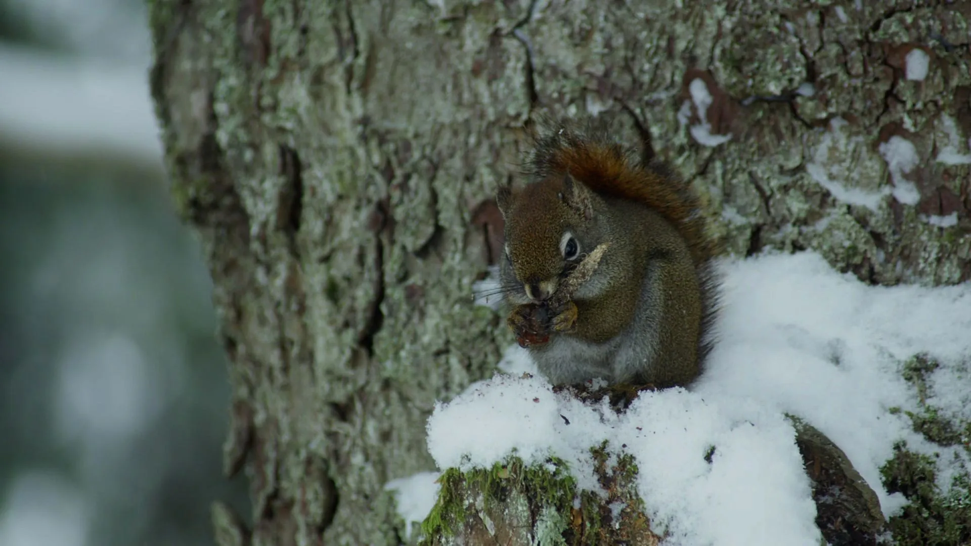 Alaska: A Year in the Wild
