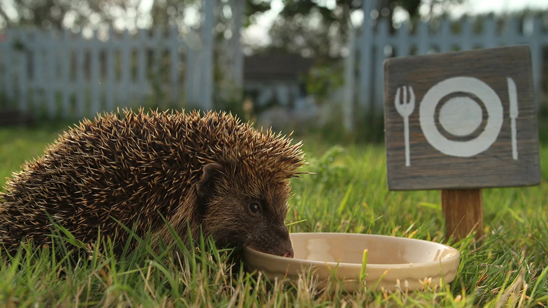 Hedgehog Hotel