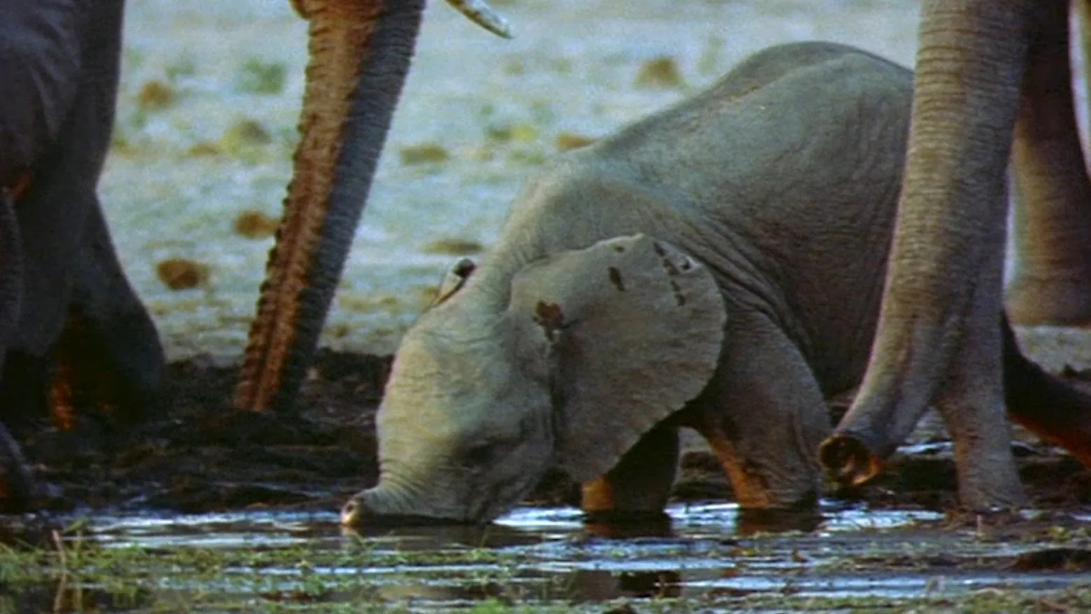 Elephant Empire