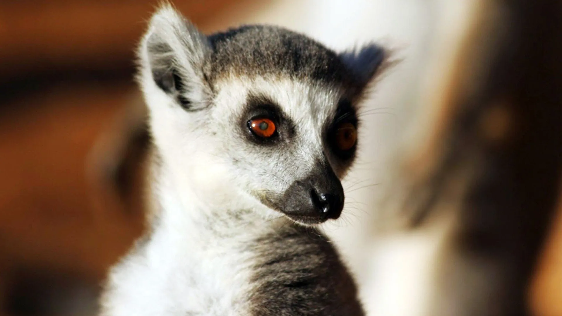 Lemur Street