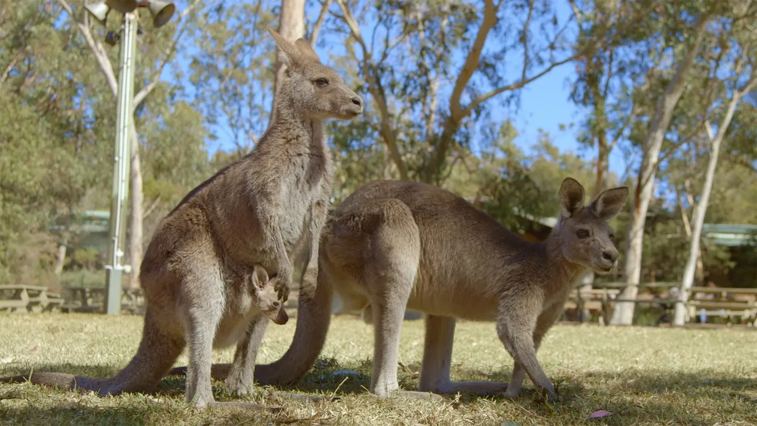 Baby Animals and Friends