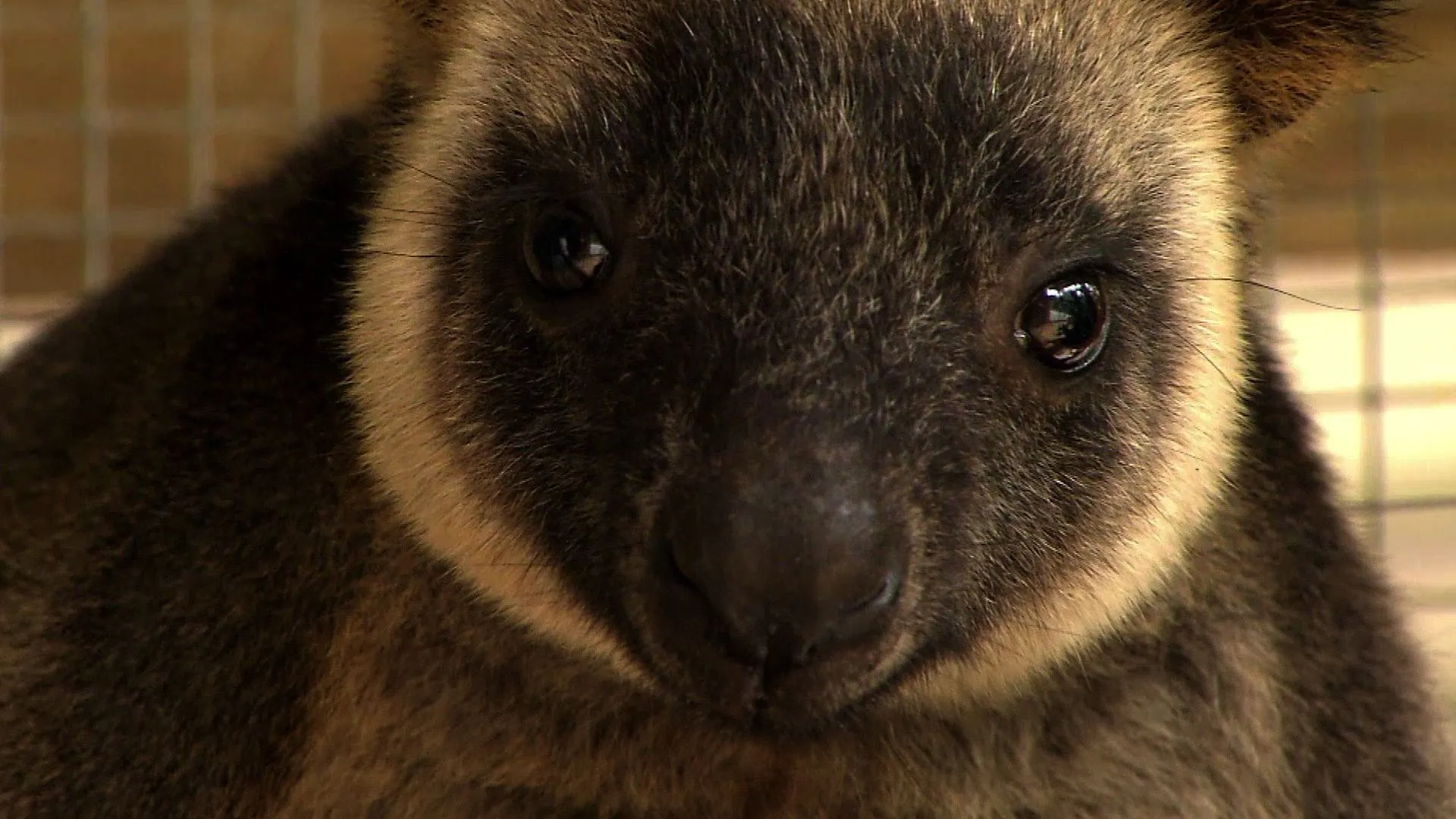 Baby Animals In The Wild Season 1