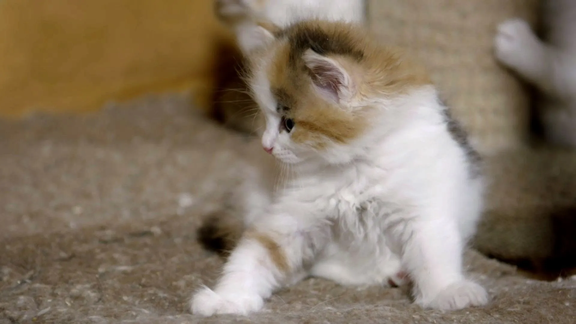 Baby Animals In Our World 2
