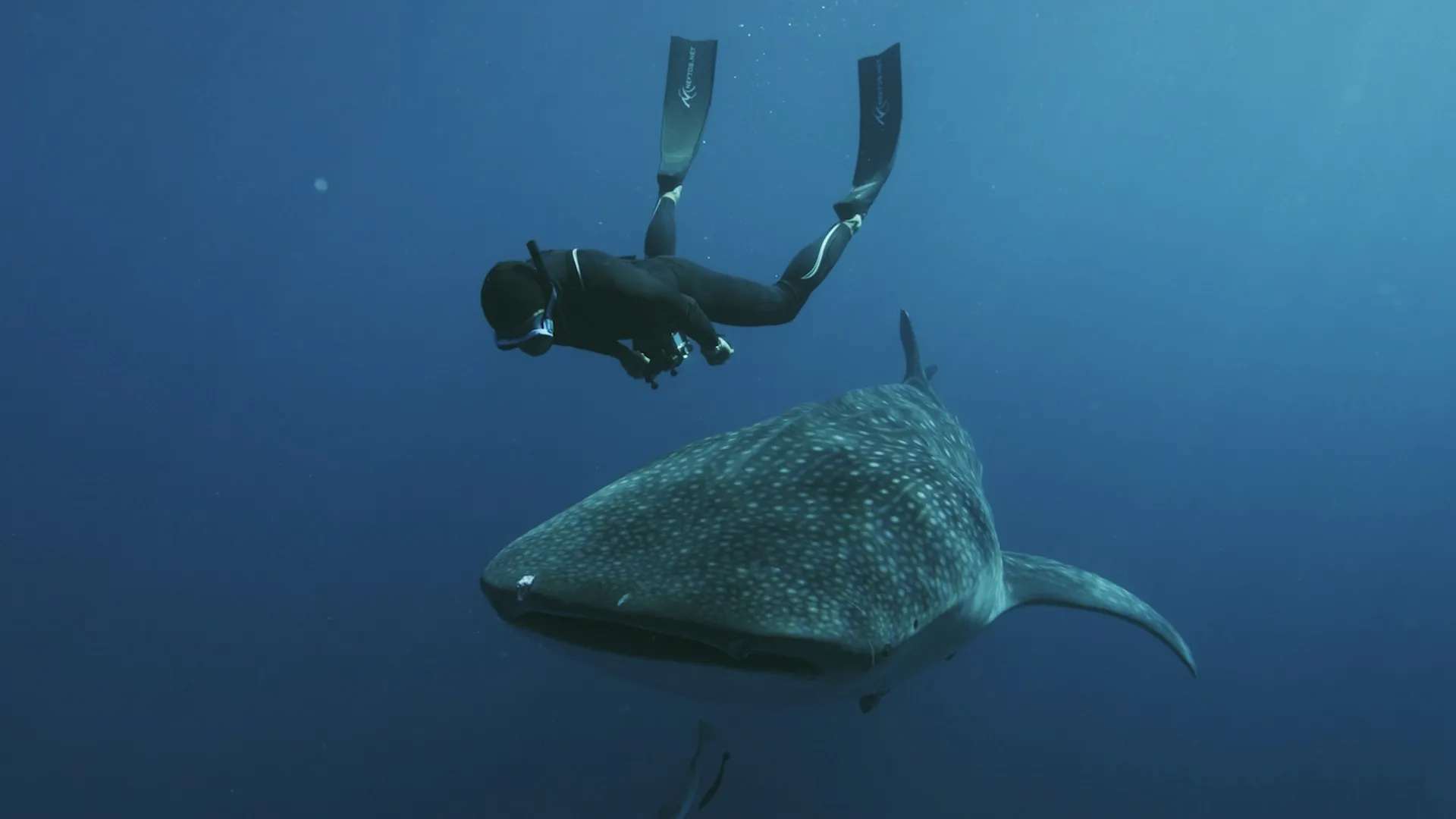 Swimming with Legends