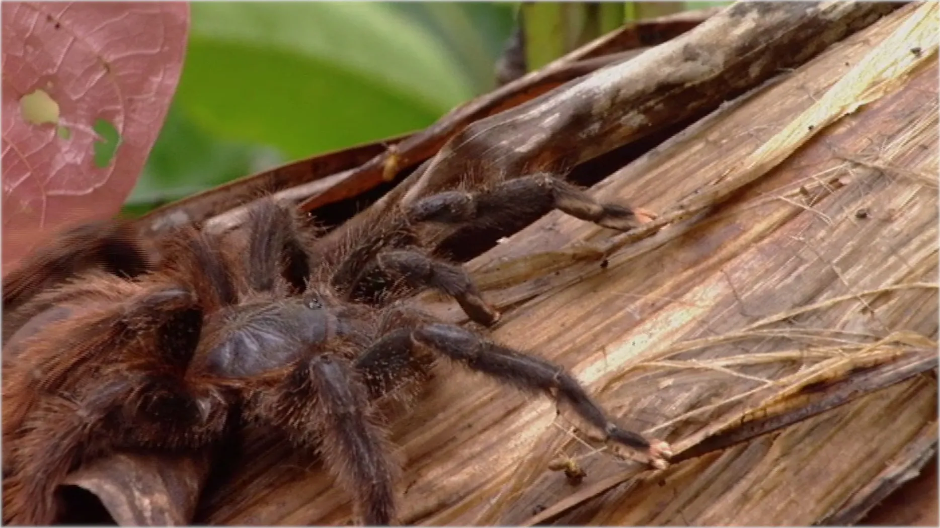 Arachnophobia