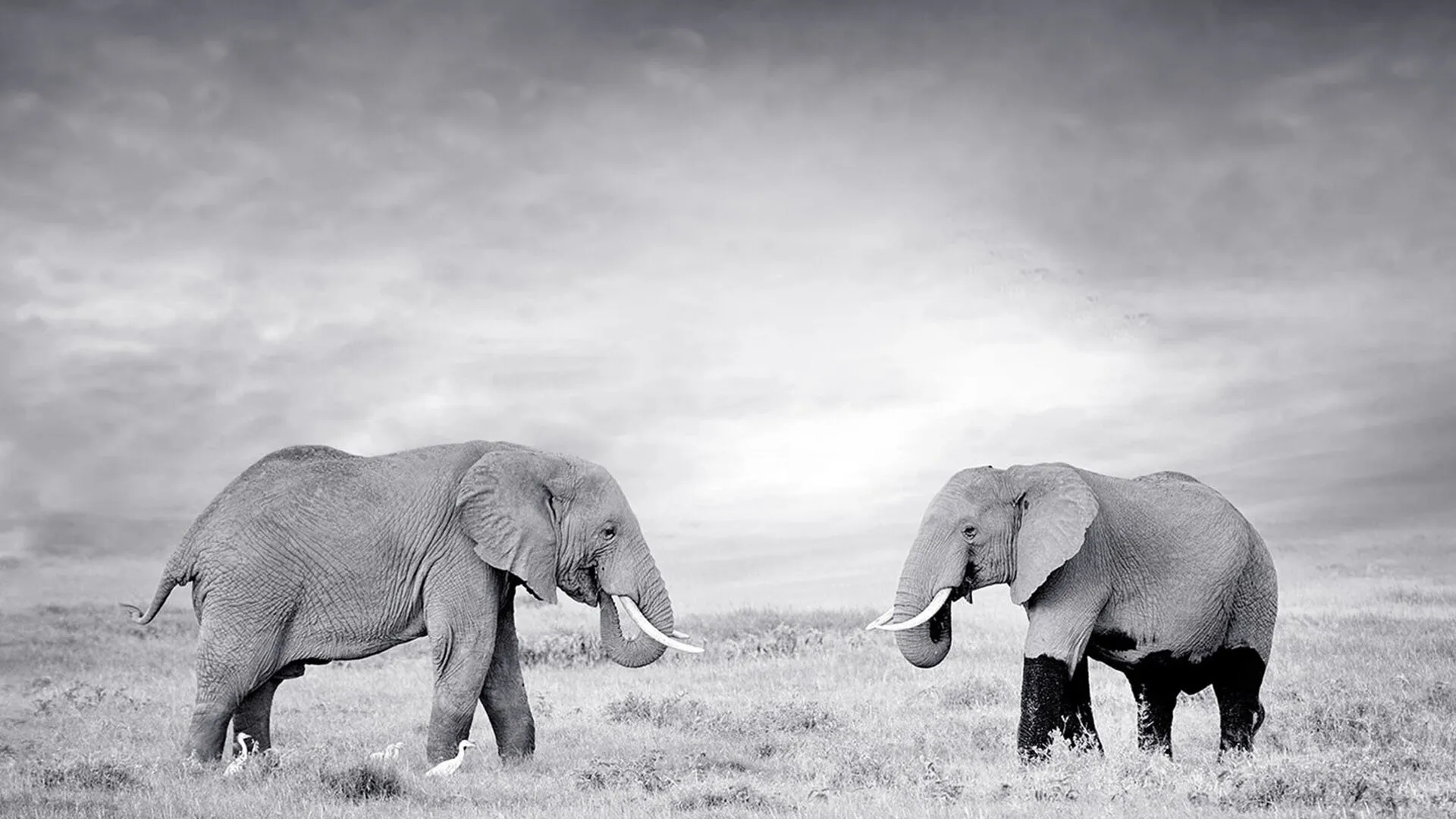 Animals Like Us